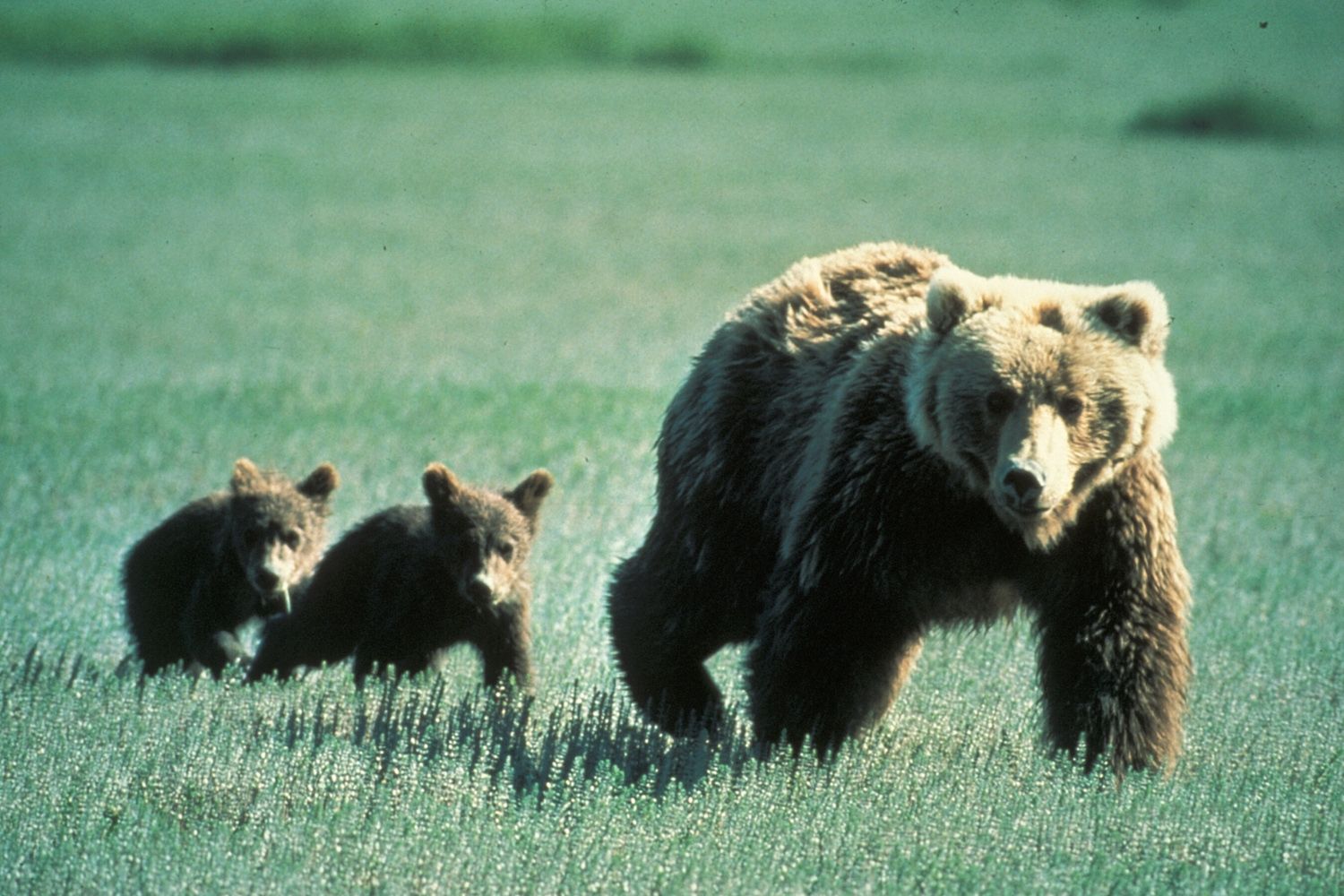 Hikers Chased by Curious Grizzly Bear at Glacier National Park Before