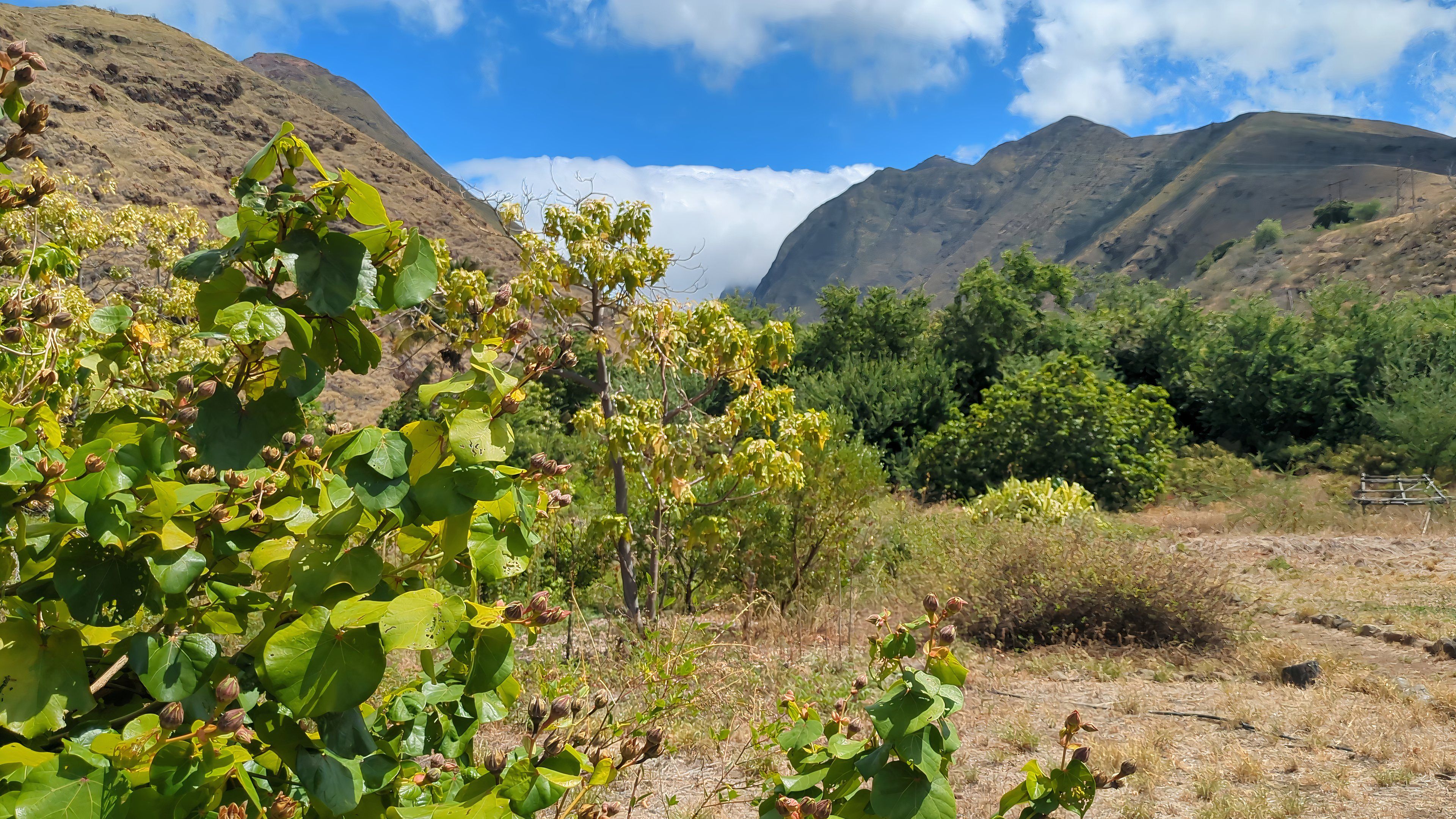 Pulling Weeds On Vacation: Mindful Tourism In Hawai'i