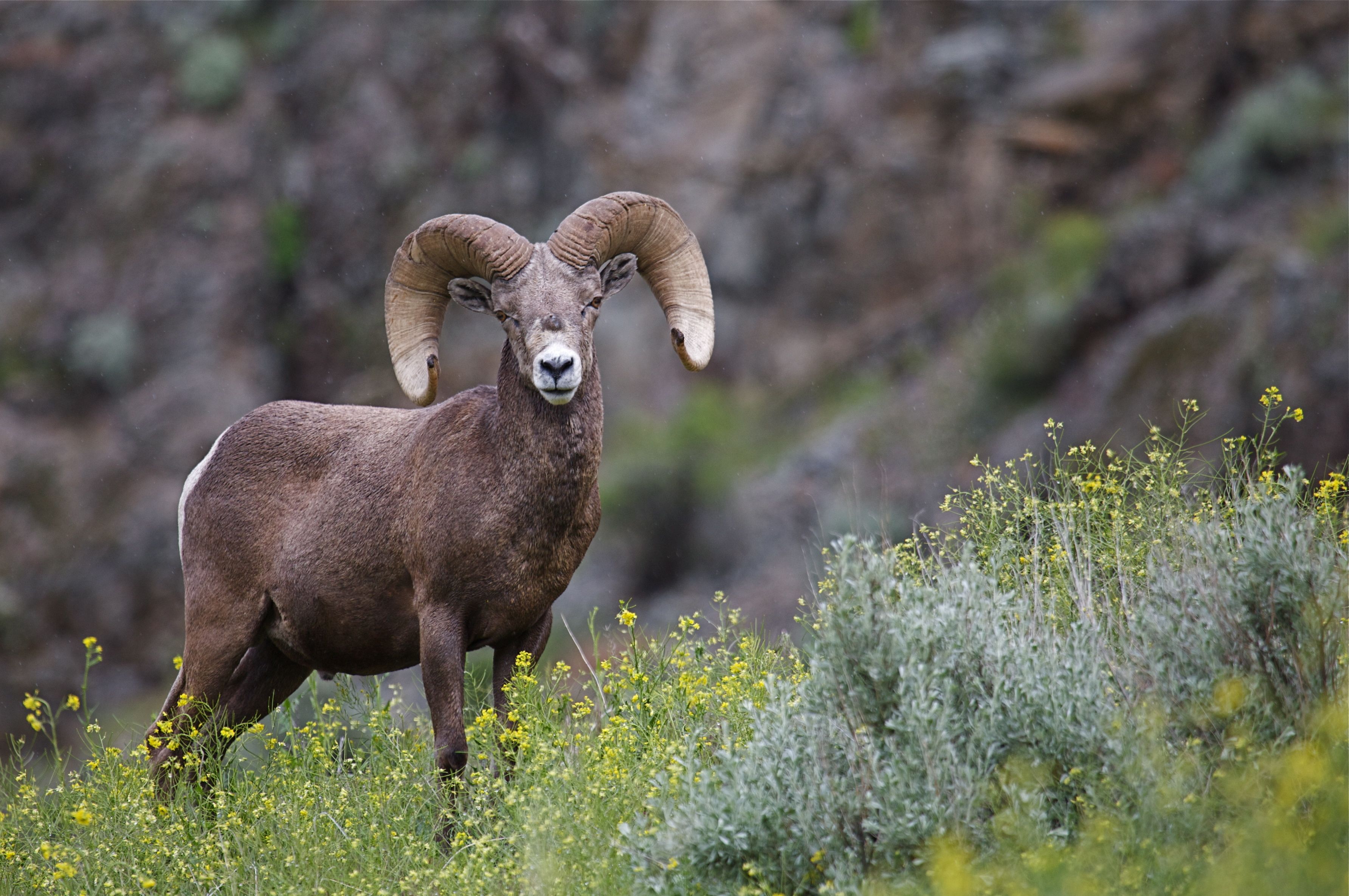 Big horn sheep