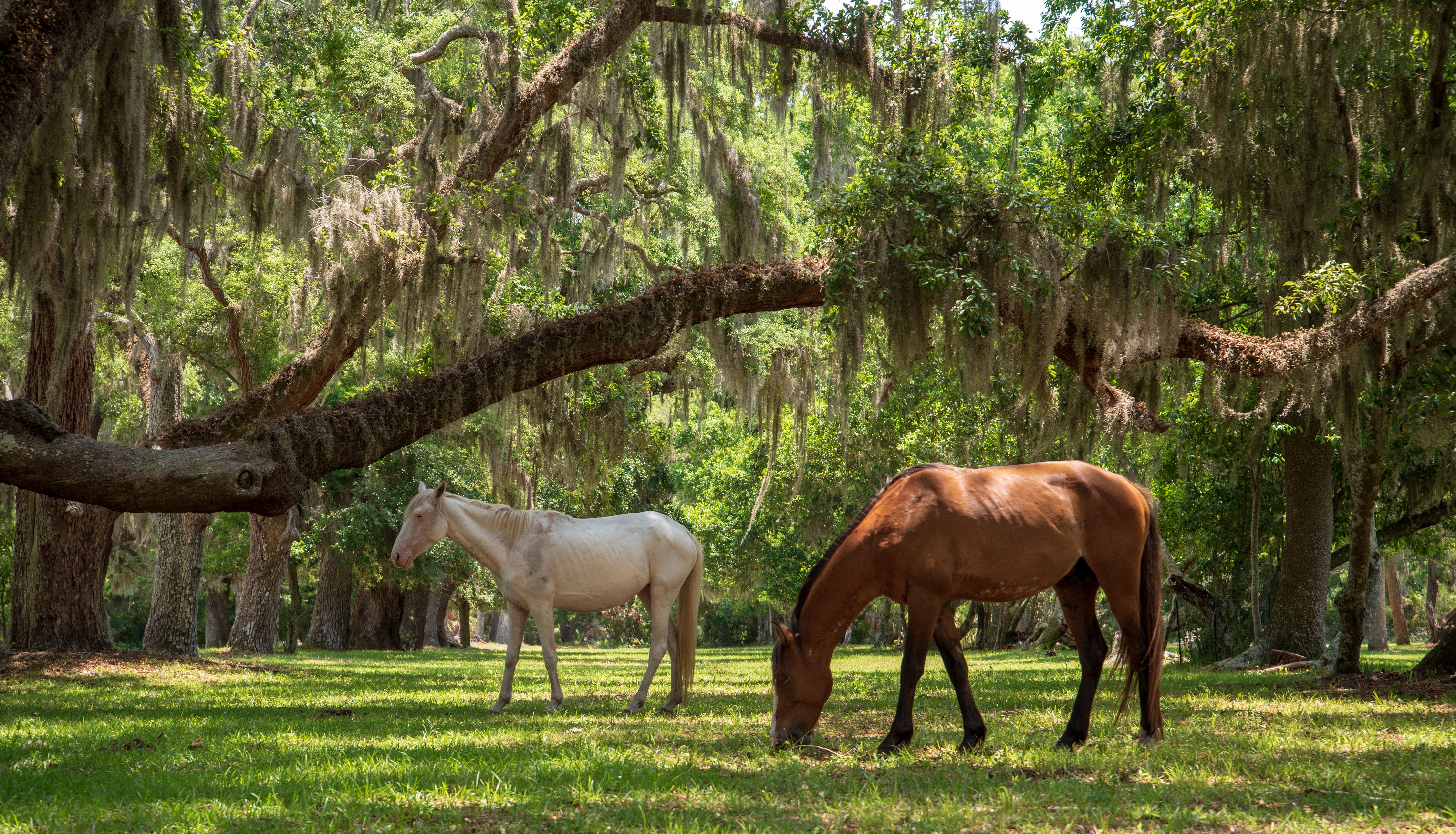 Wild horses grazing on Cumberland Island National Seashore, Georgia