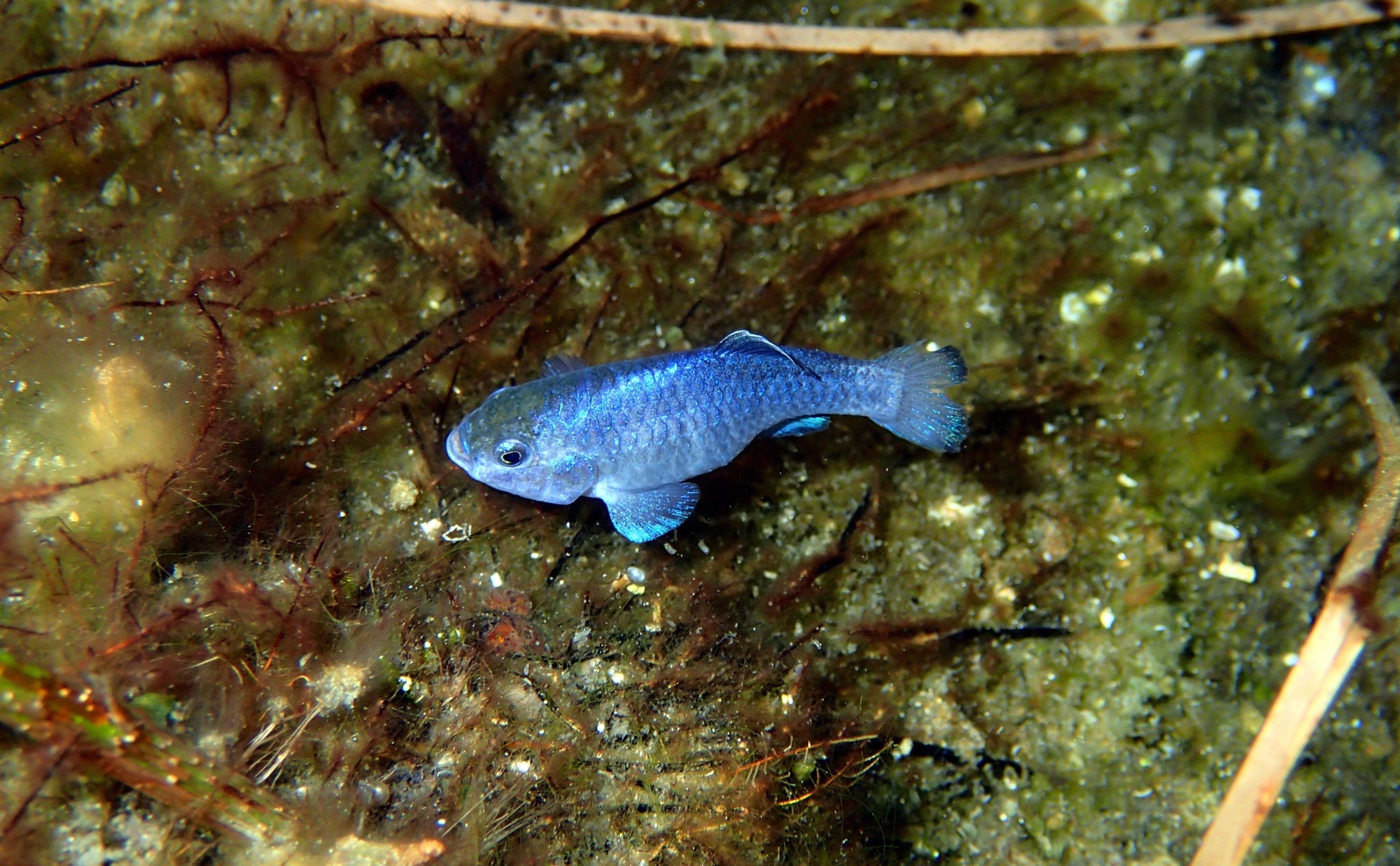 Devils Hole pupfish