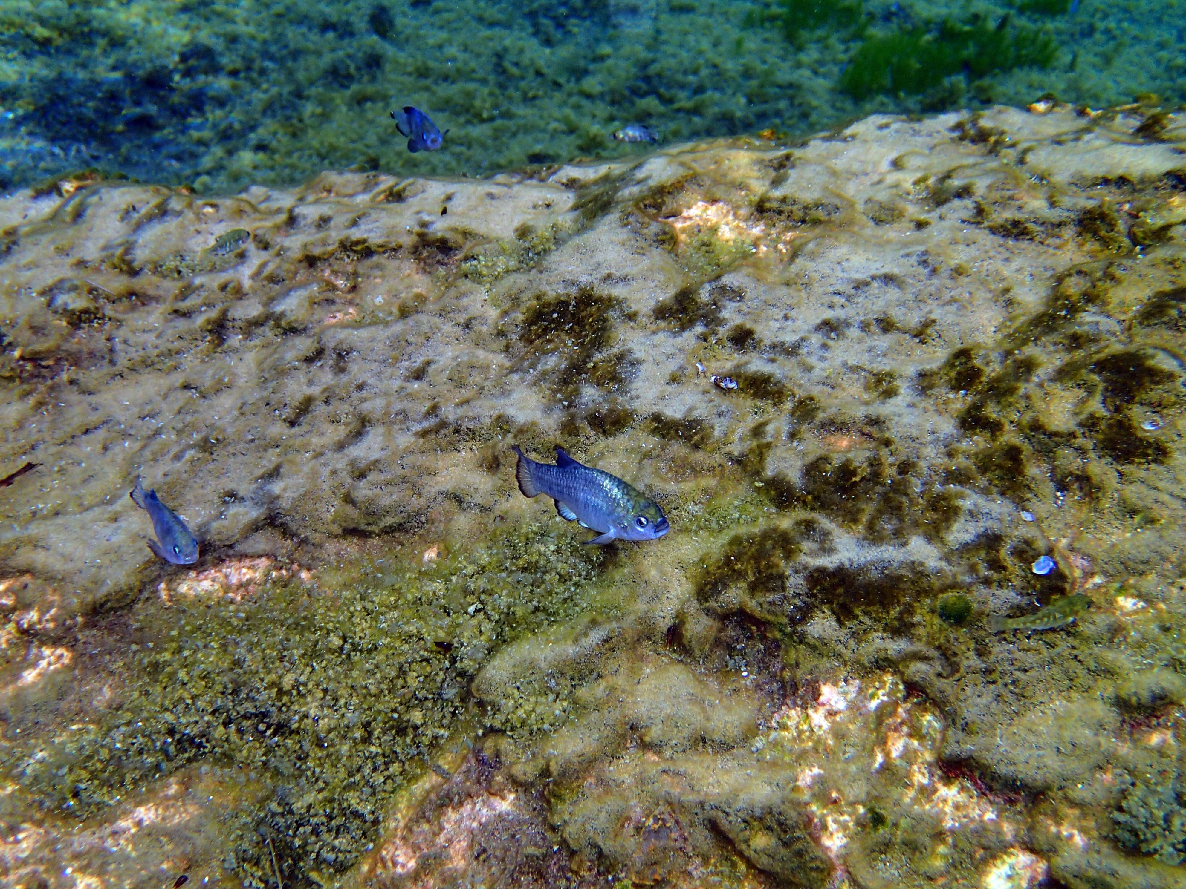The rare and endangered Pupfish swimming underwater, which is found at Devils Hole in Death Valley National Park, CA, California, USA