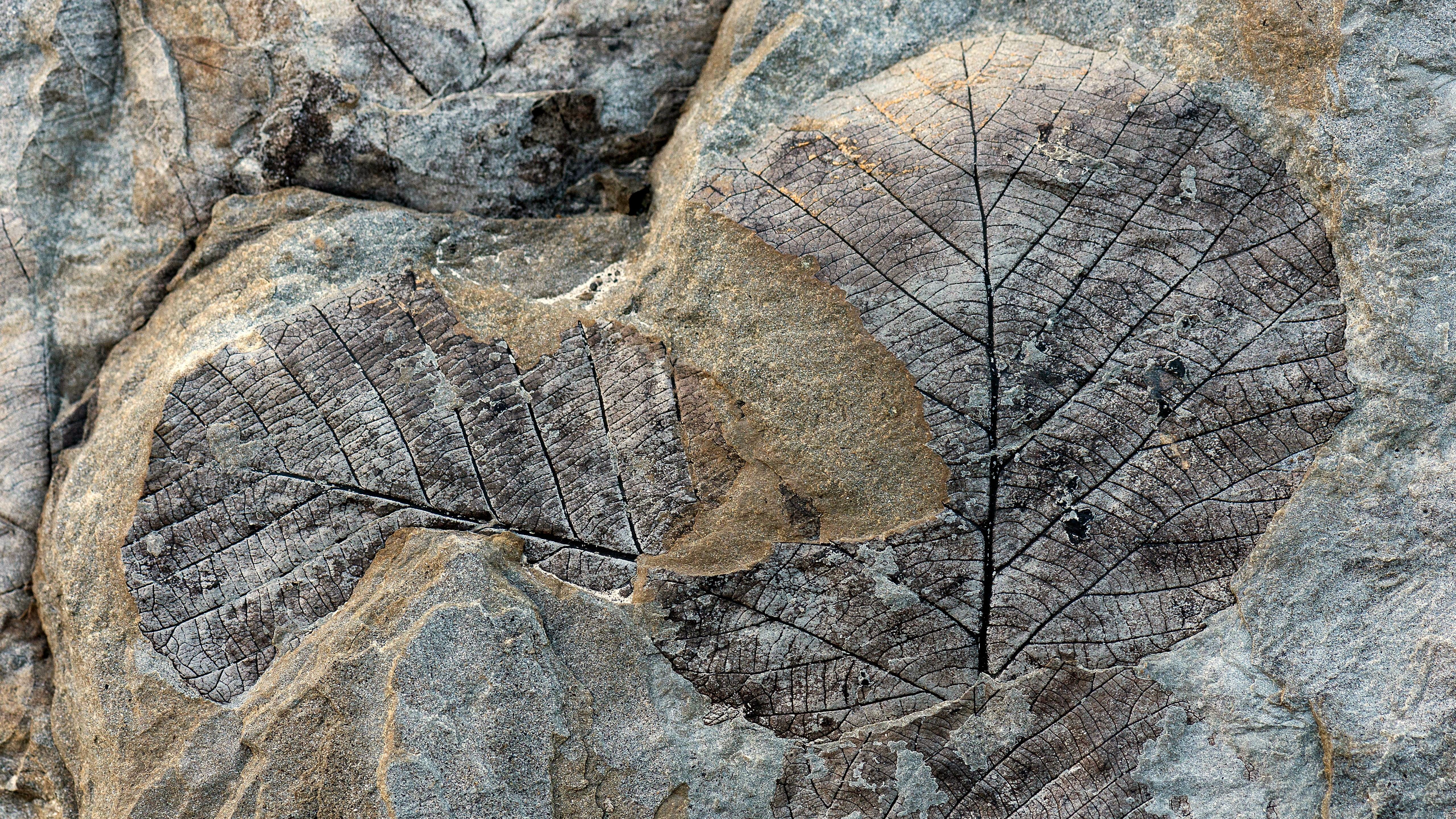 Fossils of deciduous leaves