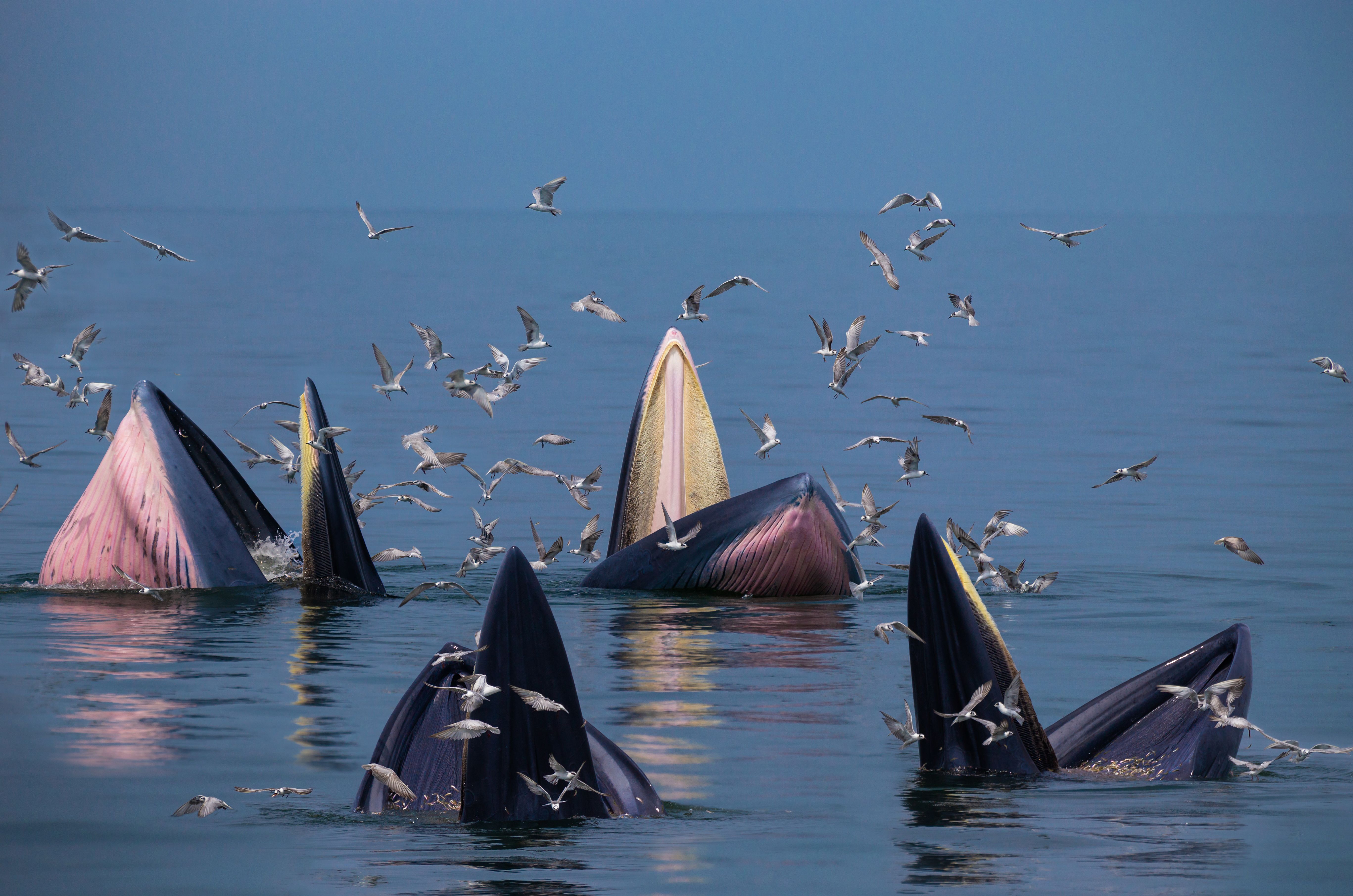 Bryde's whale group