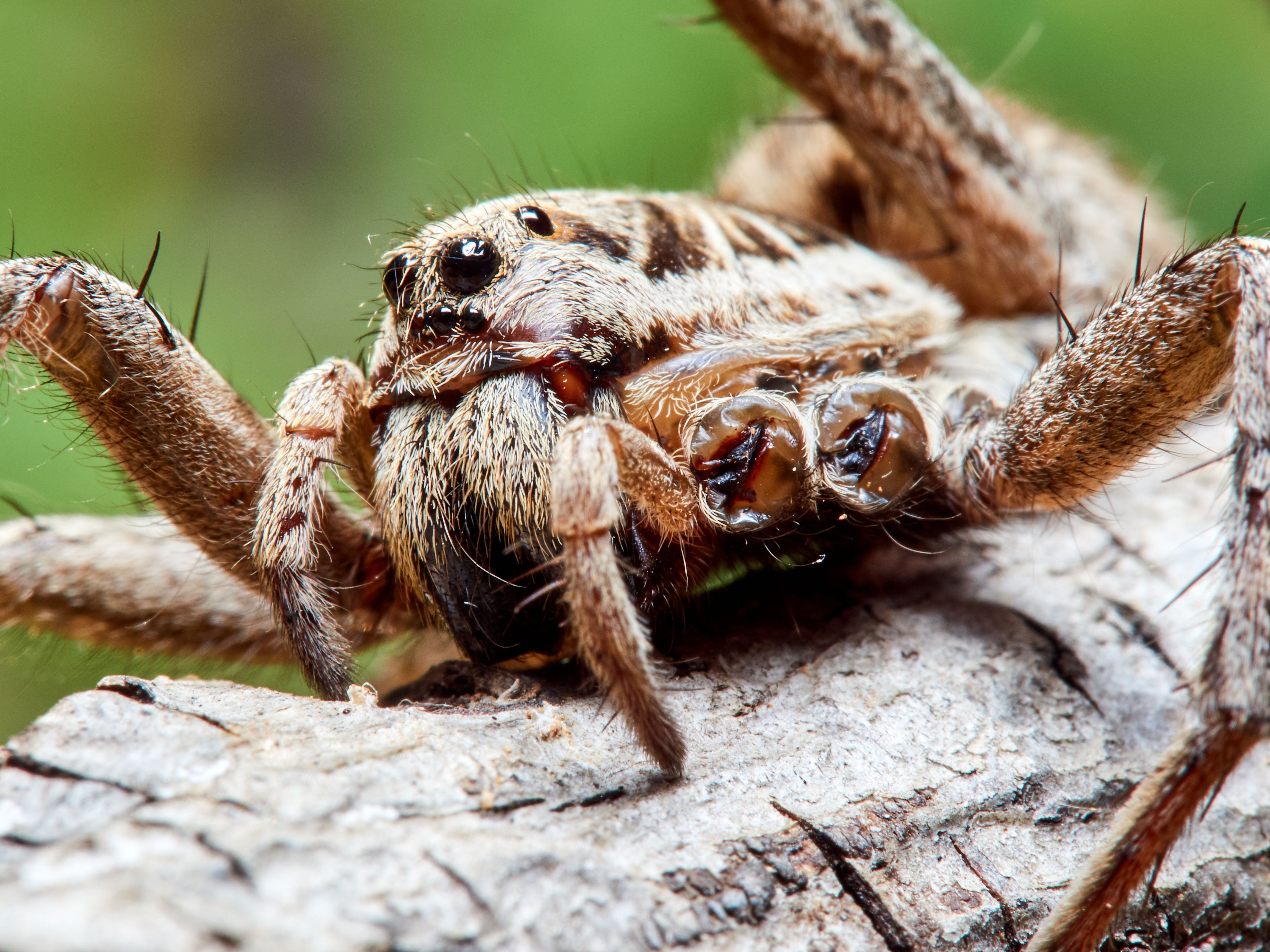 Wolf Spider