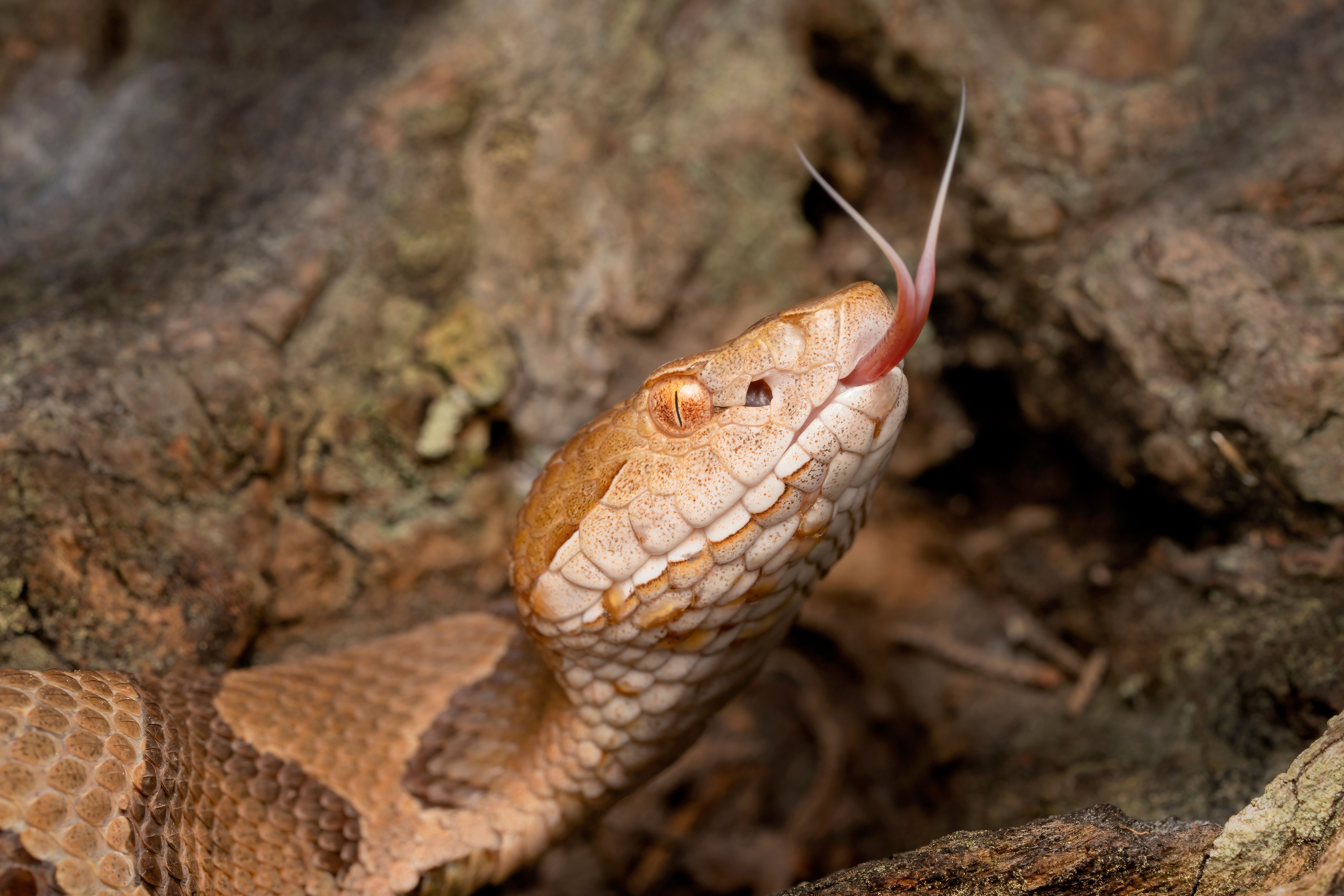 Venomous Copperhead Snake