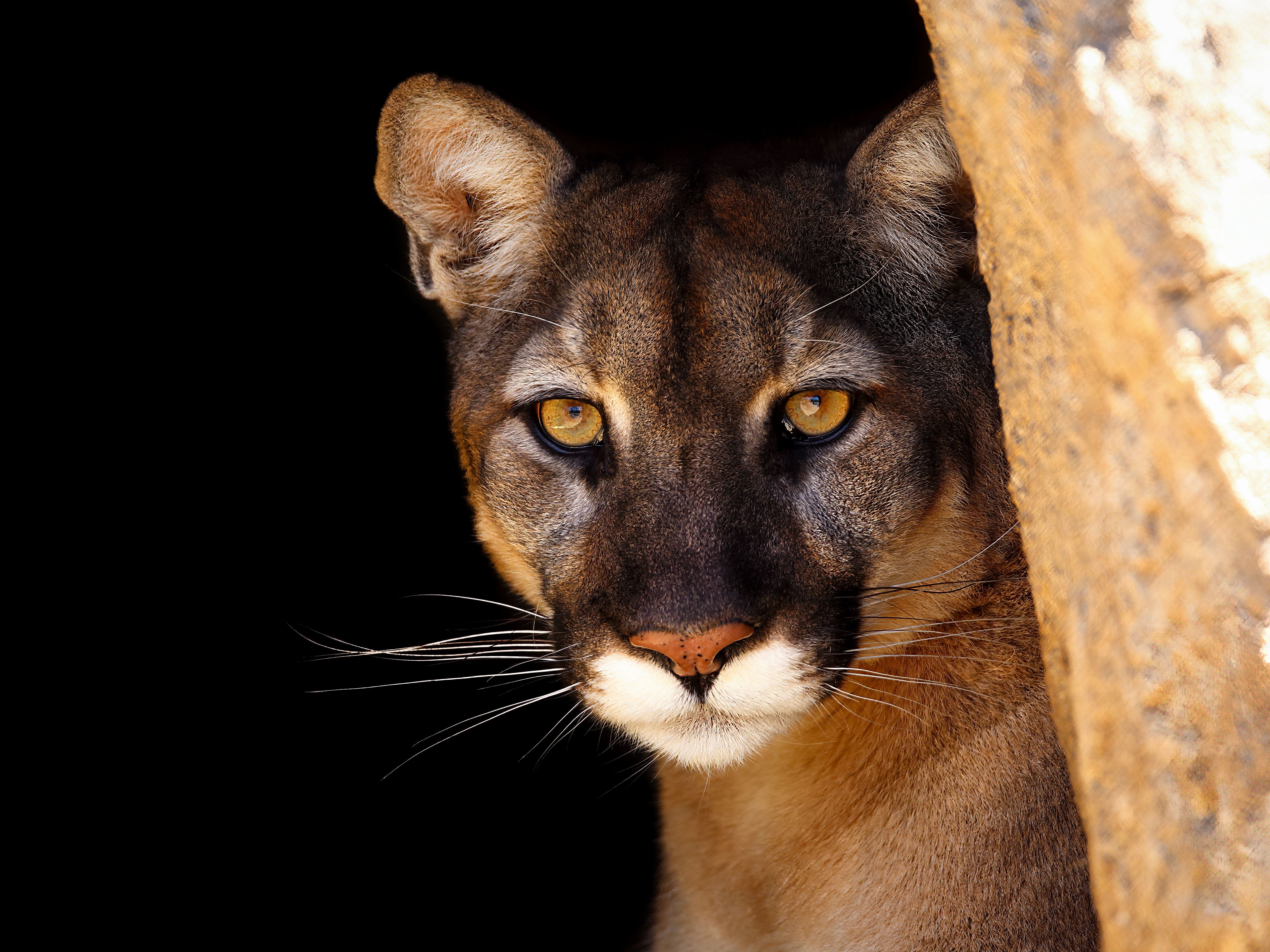 Mountain lion 