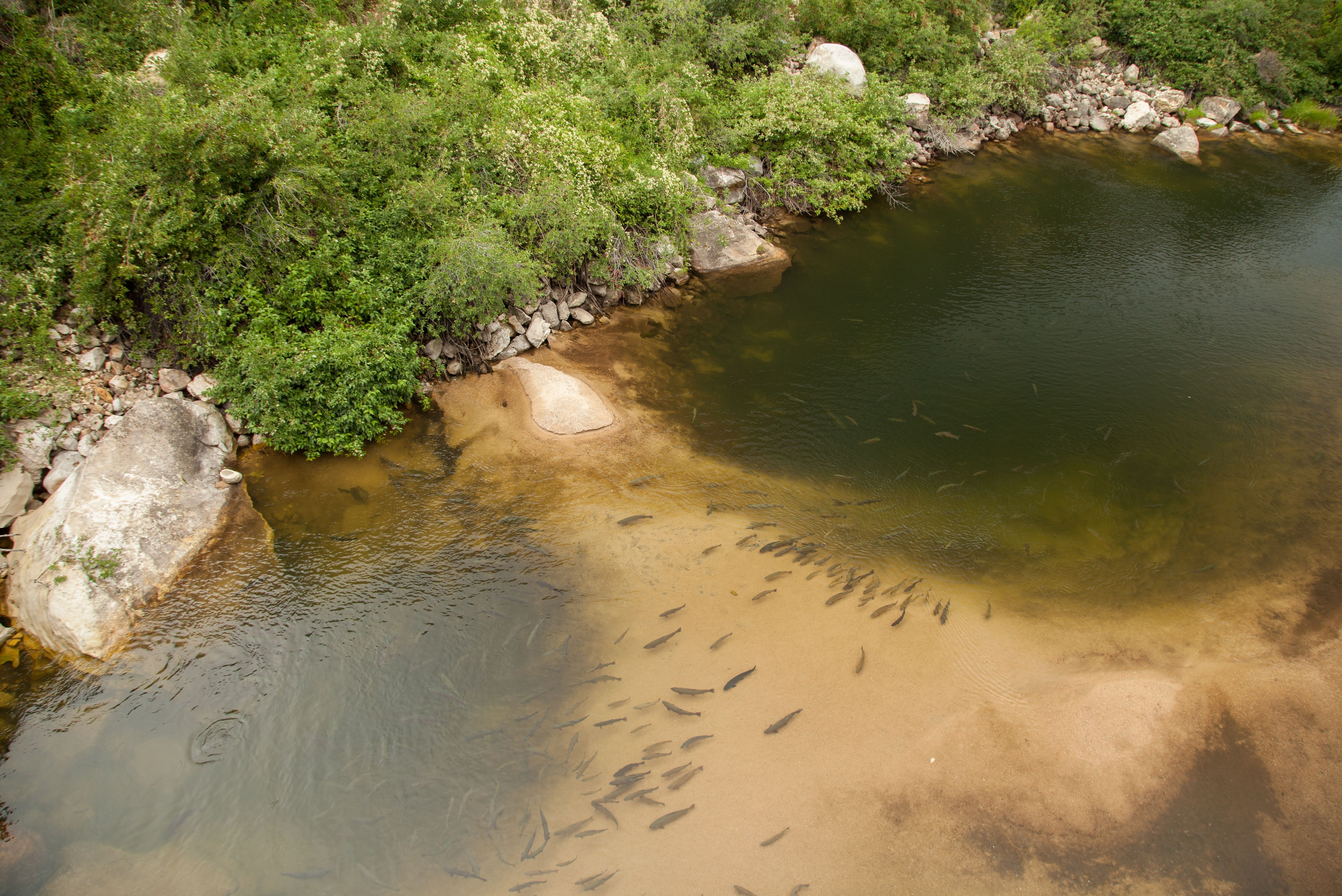 Trout in the Popo Agie River at The Rise in Sinks Canyon State Park, Wyoming