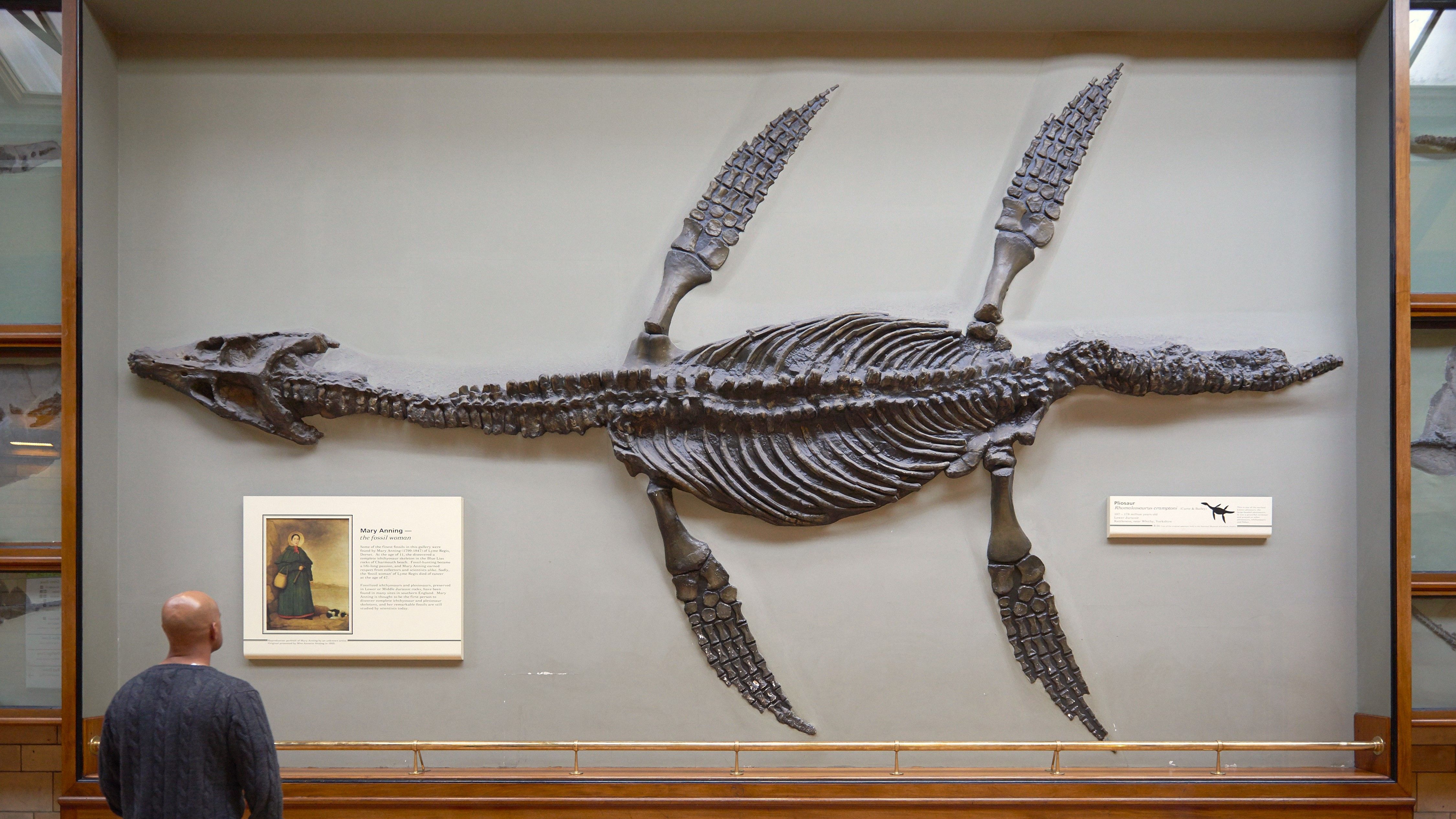 Pliosaur Fossilised Skeleton