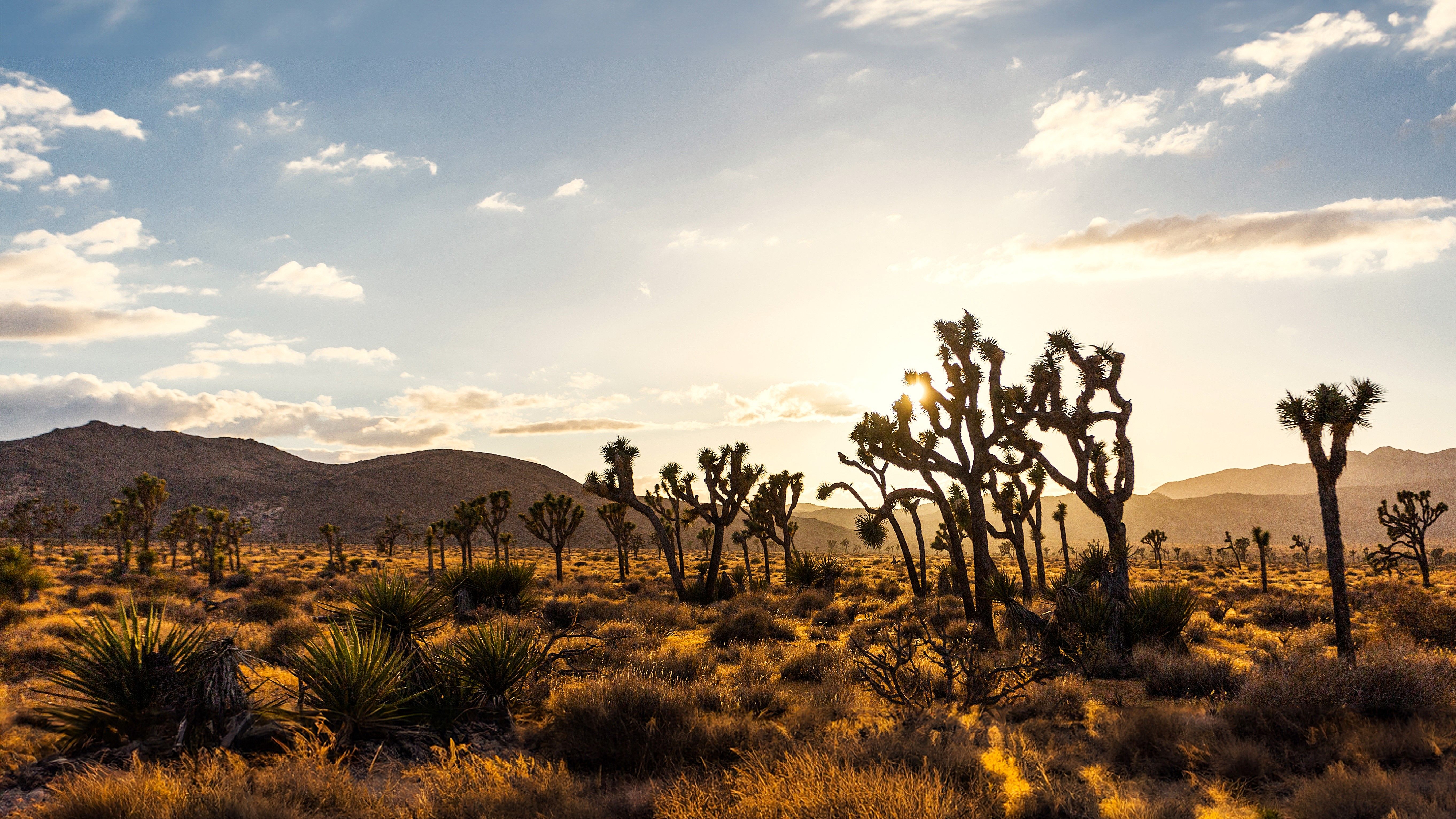 Joshua Tree National Park