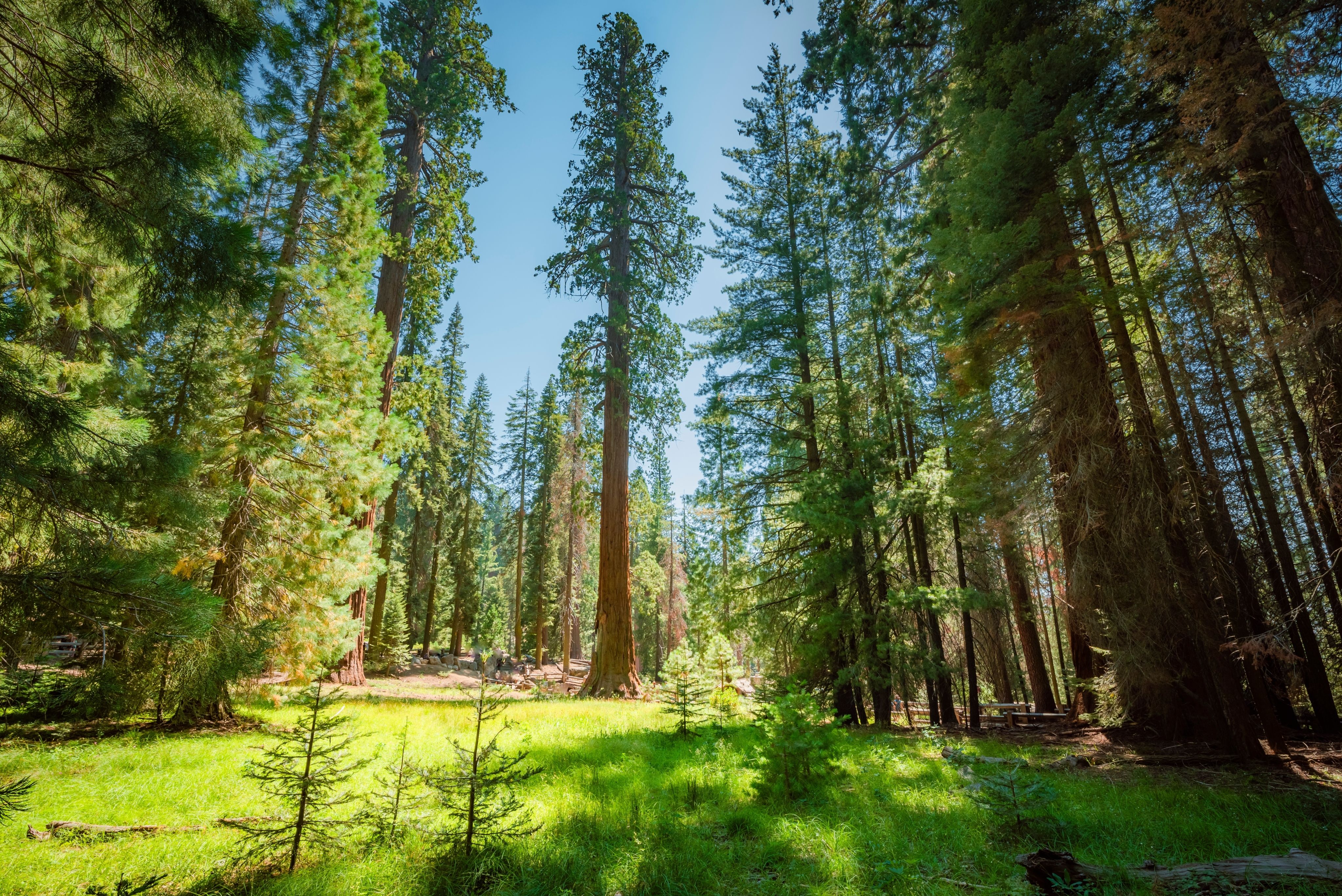 Sequoia National Park