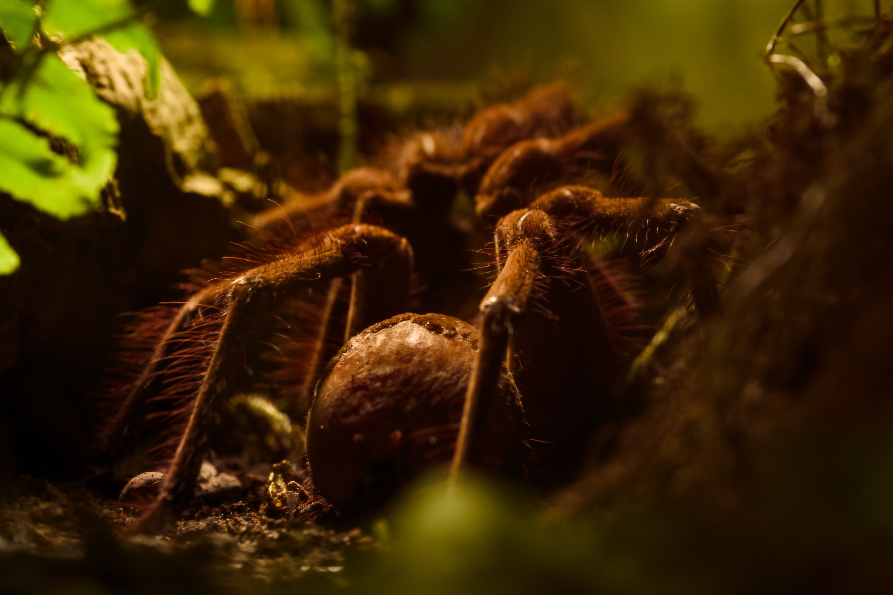 Goliath Bird-eating spider