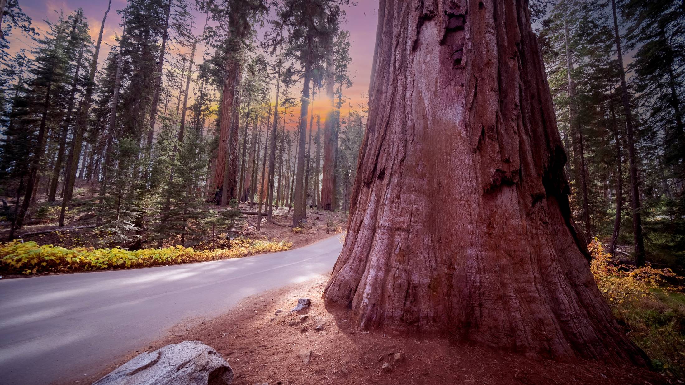 Can Redwoods Survive in Hurricane: Shocking Resilience Revealed