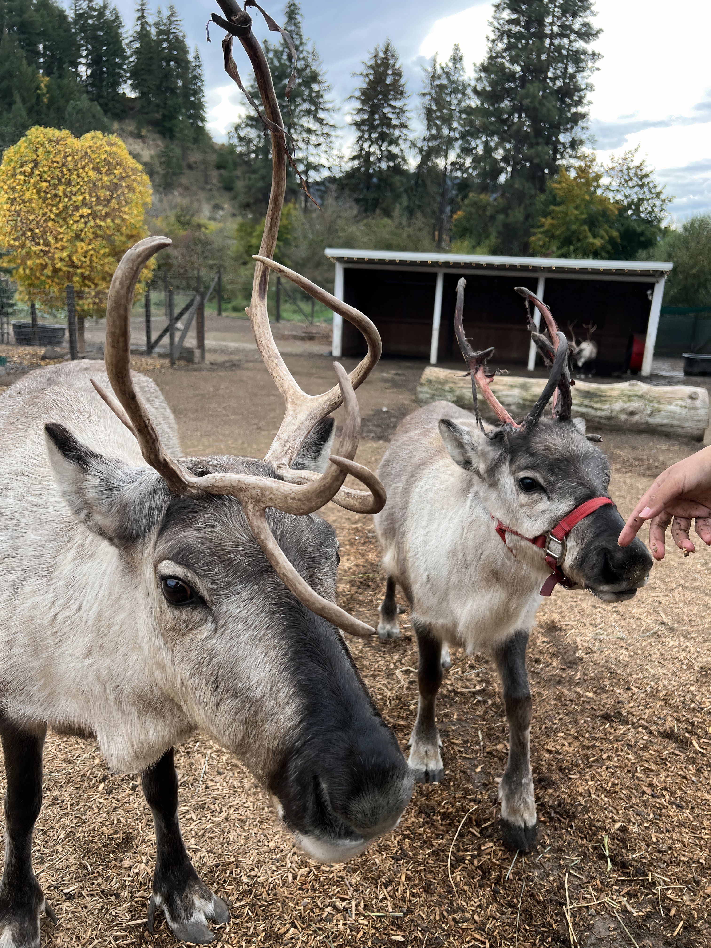 Leavenworth Washington feeding reindeer at reindeer farm