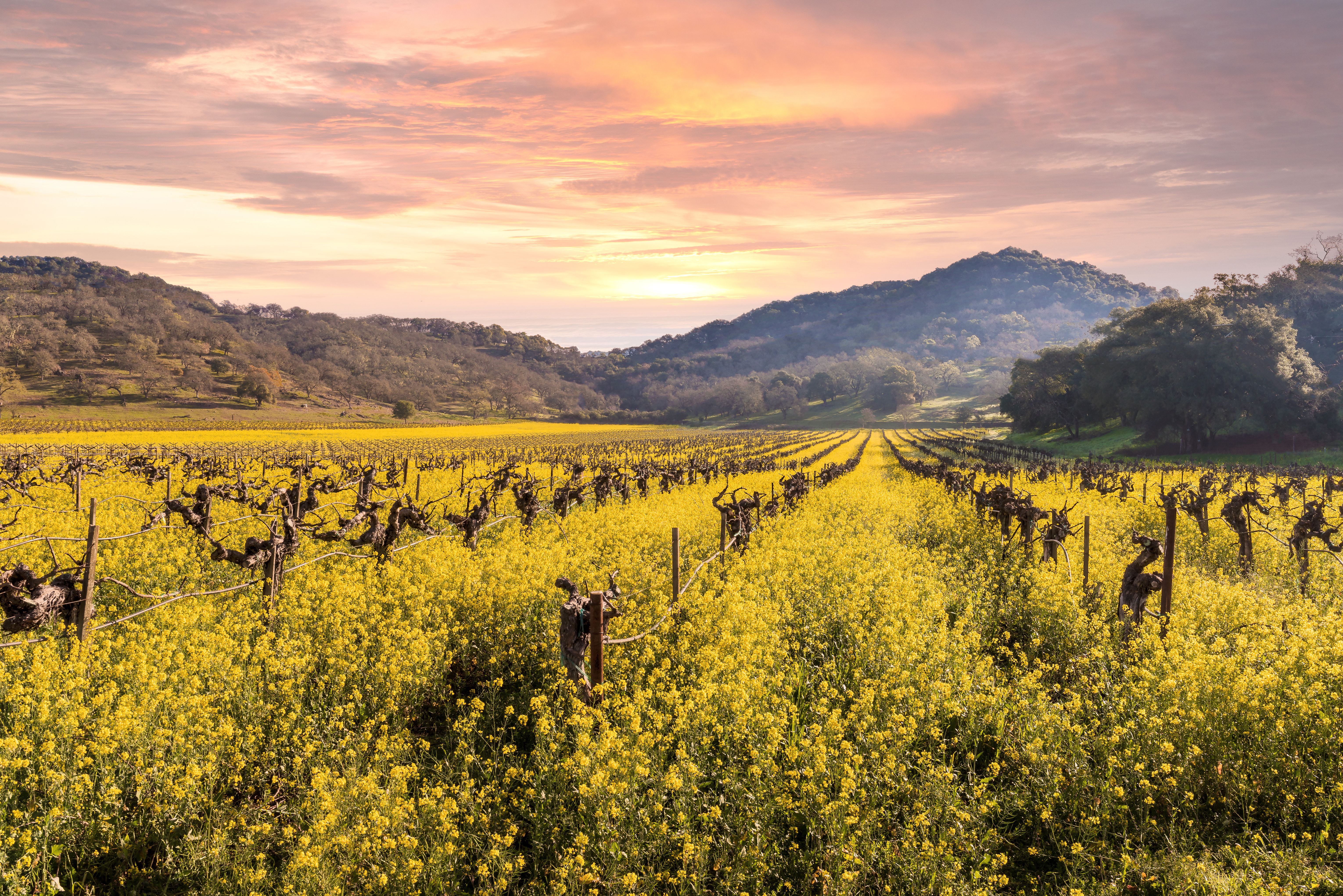 Vineyard in Healdsburg with mustard flower