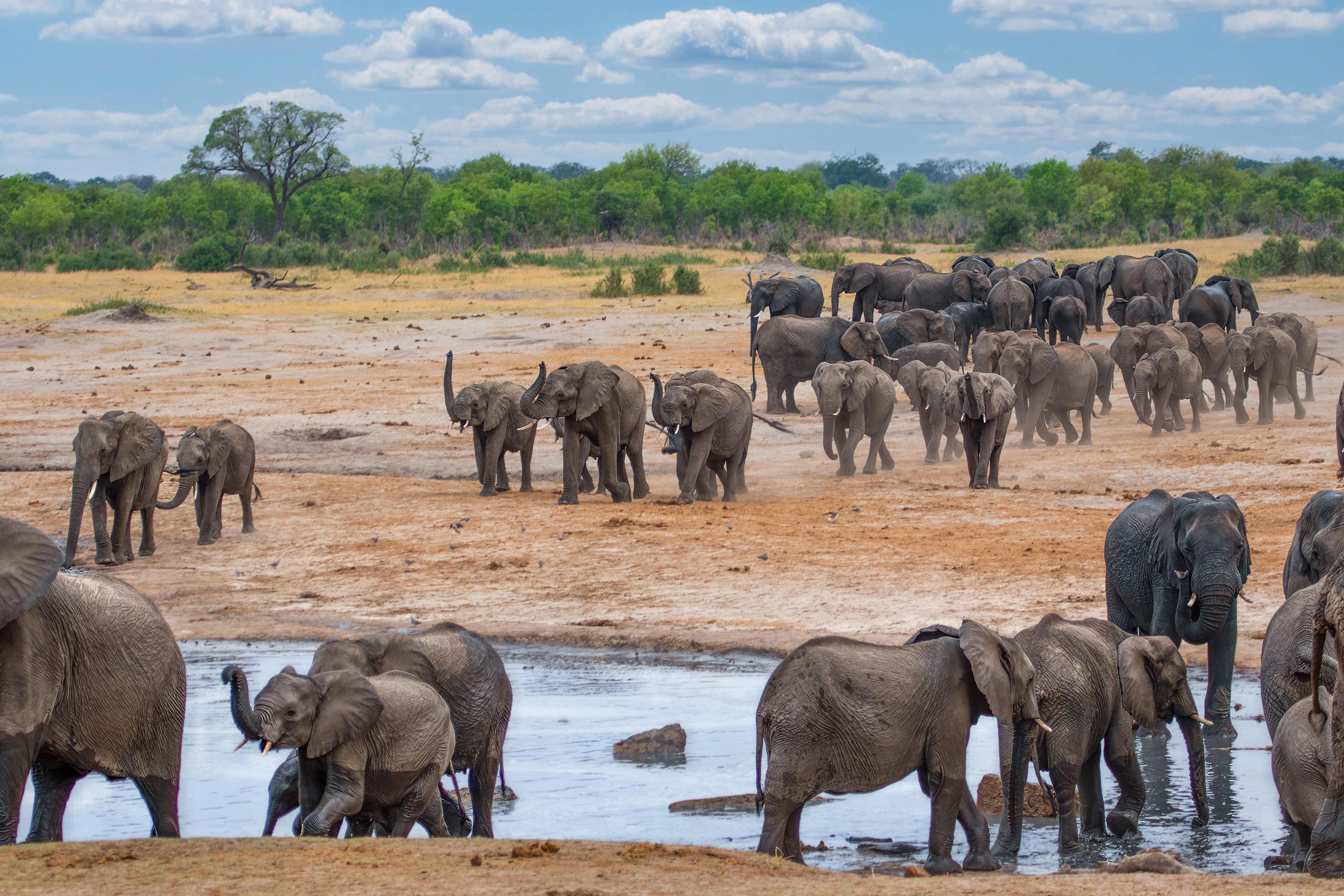 Tusker Elephants at Hwange national Park, Zimbabwe - Shutterstock