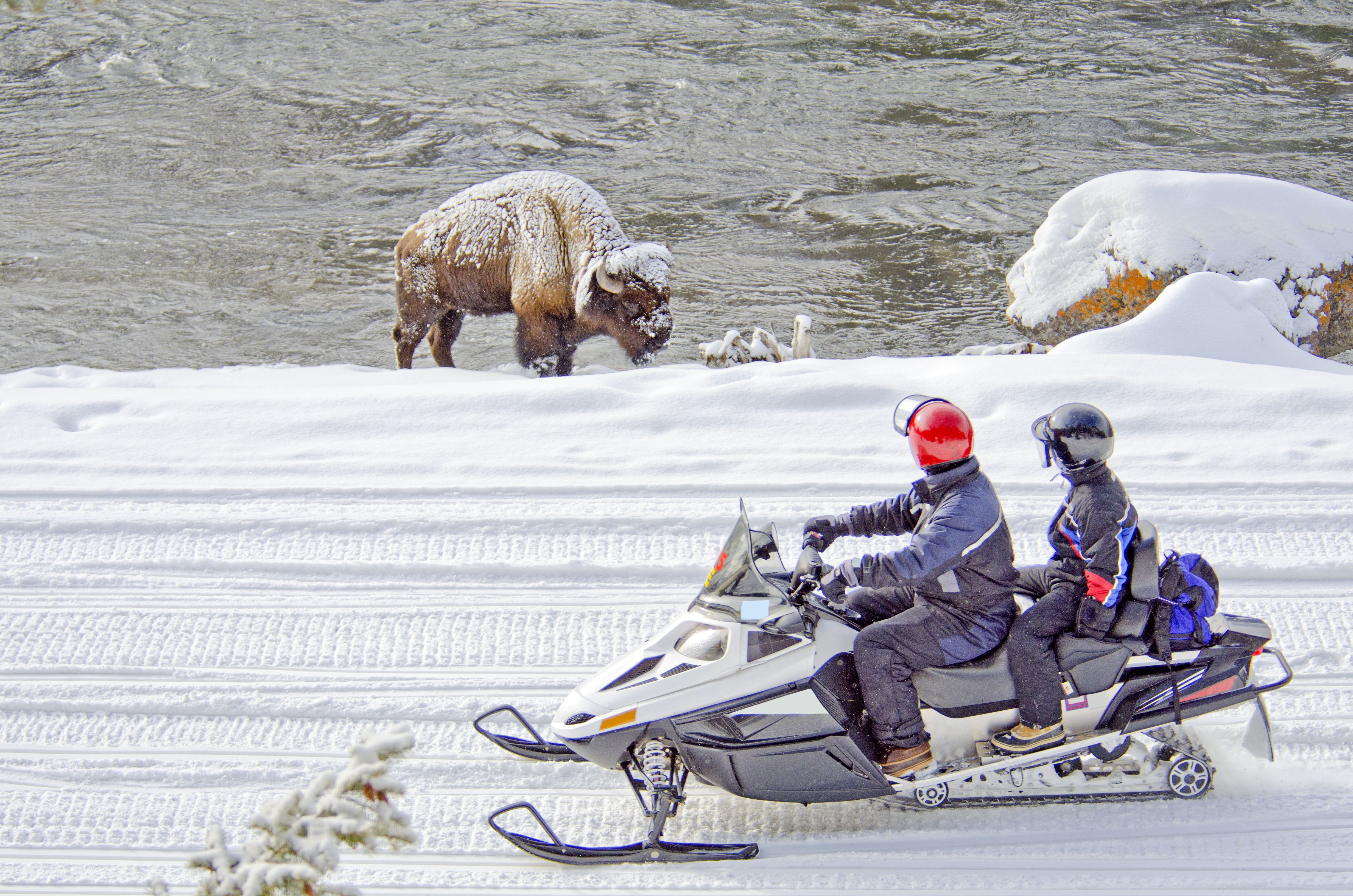 Two snowmobilers view a bison in Yellowstone National Park, Wyoming, U.S.A..