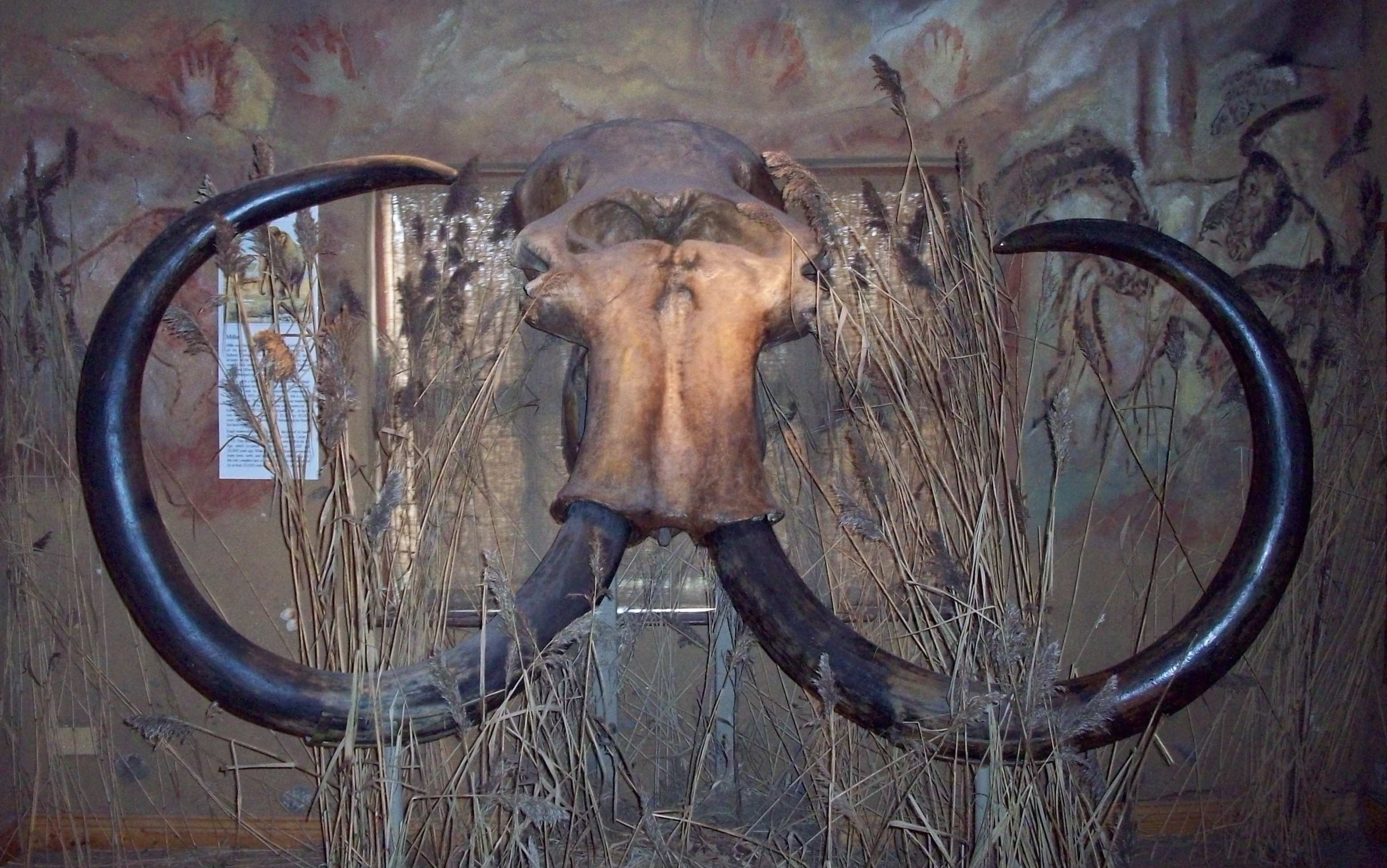 Wooly mammoth from Doggerland