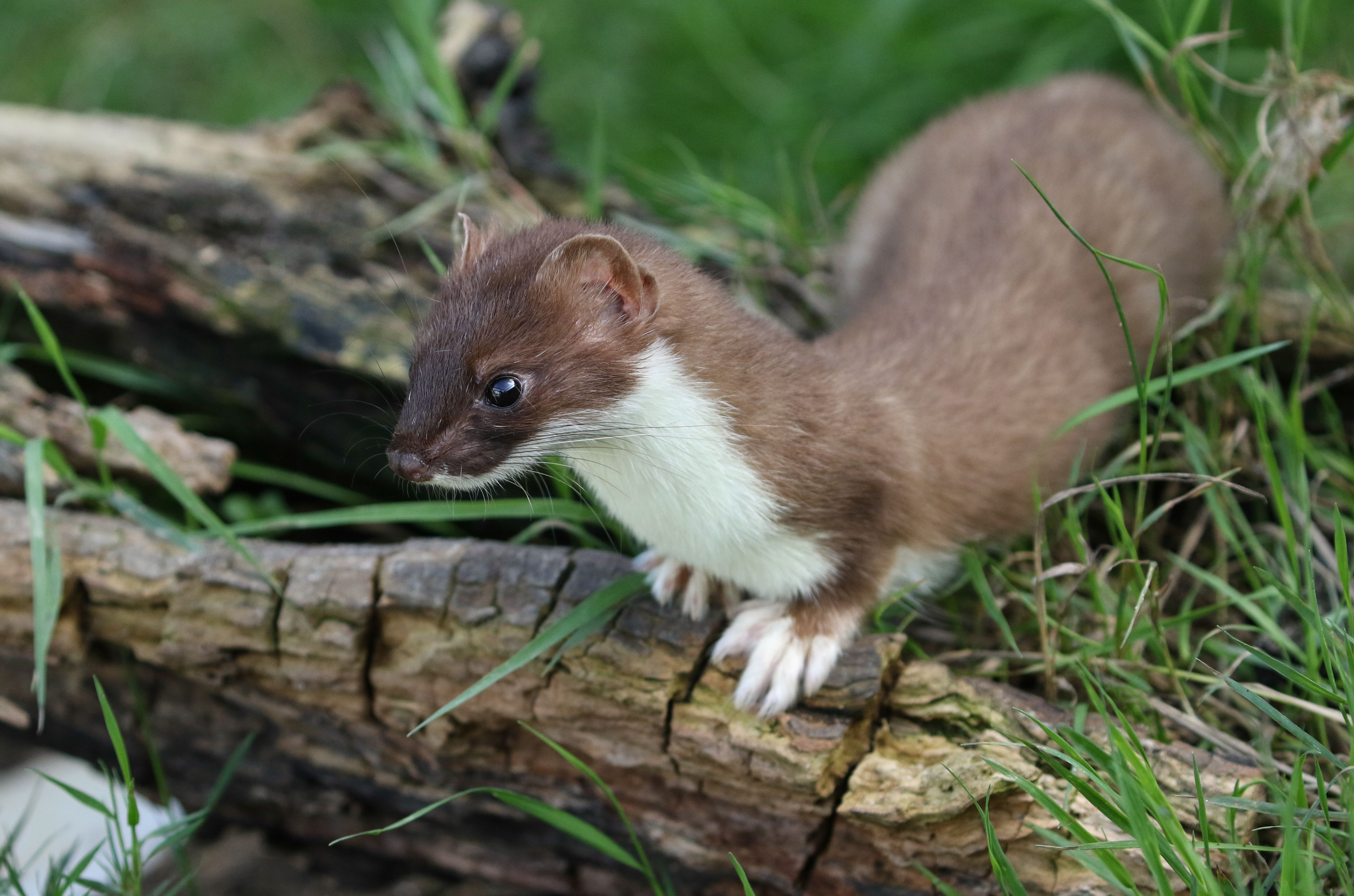 A Stoat, Mustela Erminea, hunting around for food in a pile of logs