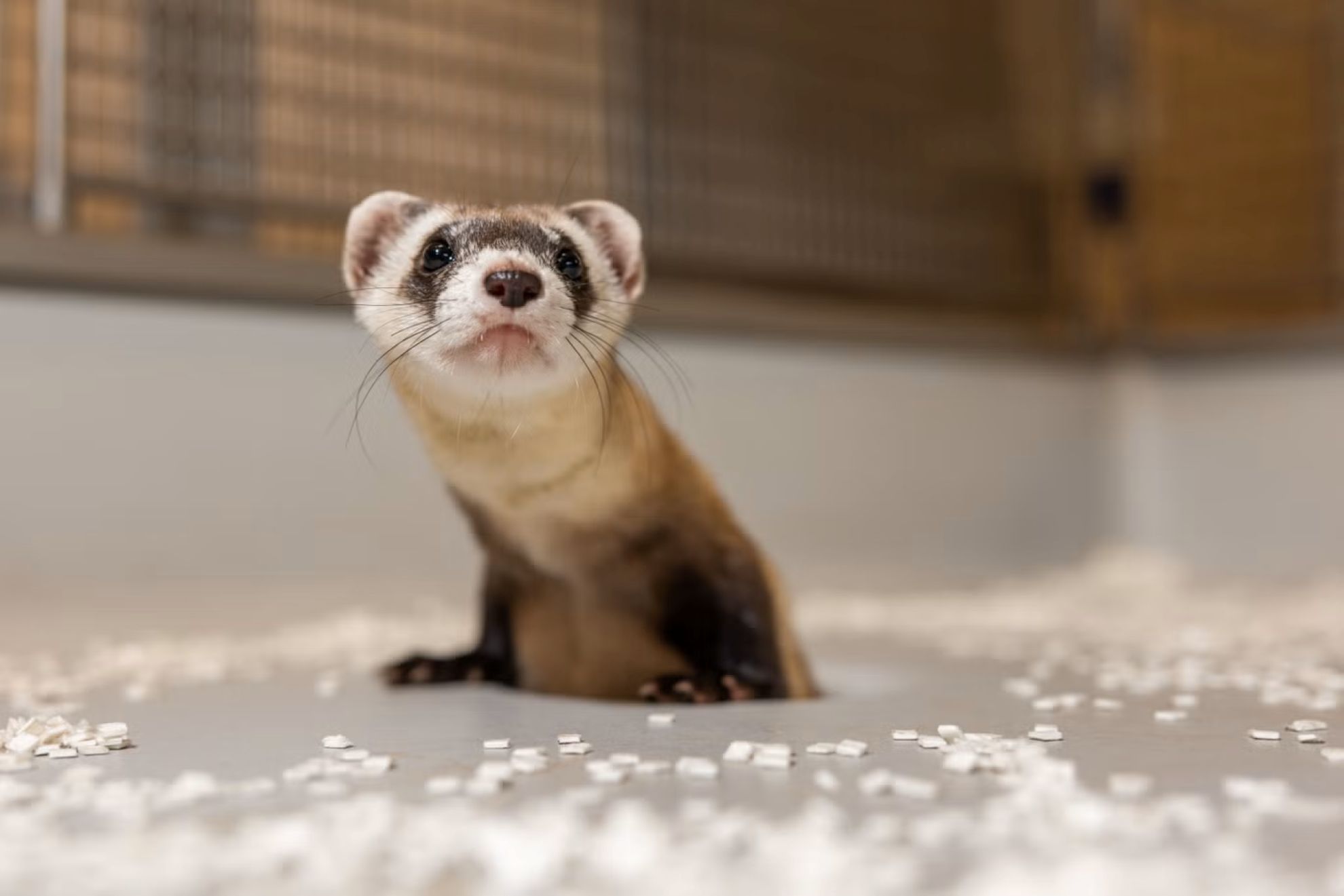 Black-footed ferret clone, Antonia, gave birth to two healthy kits  - Roshan Patel - Smithsonian Conservation Biology Institute