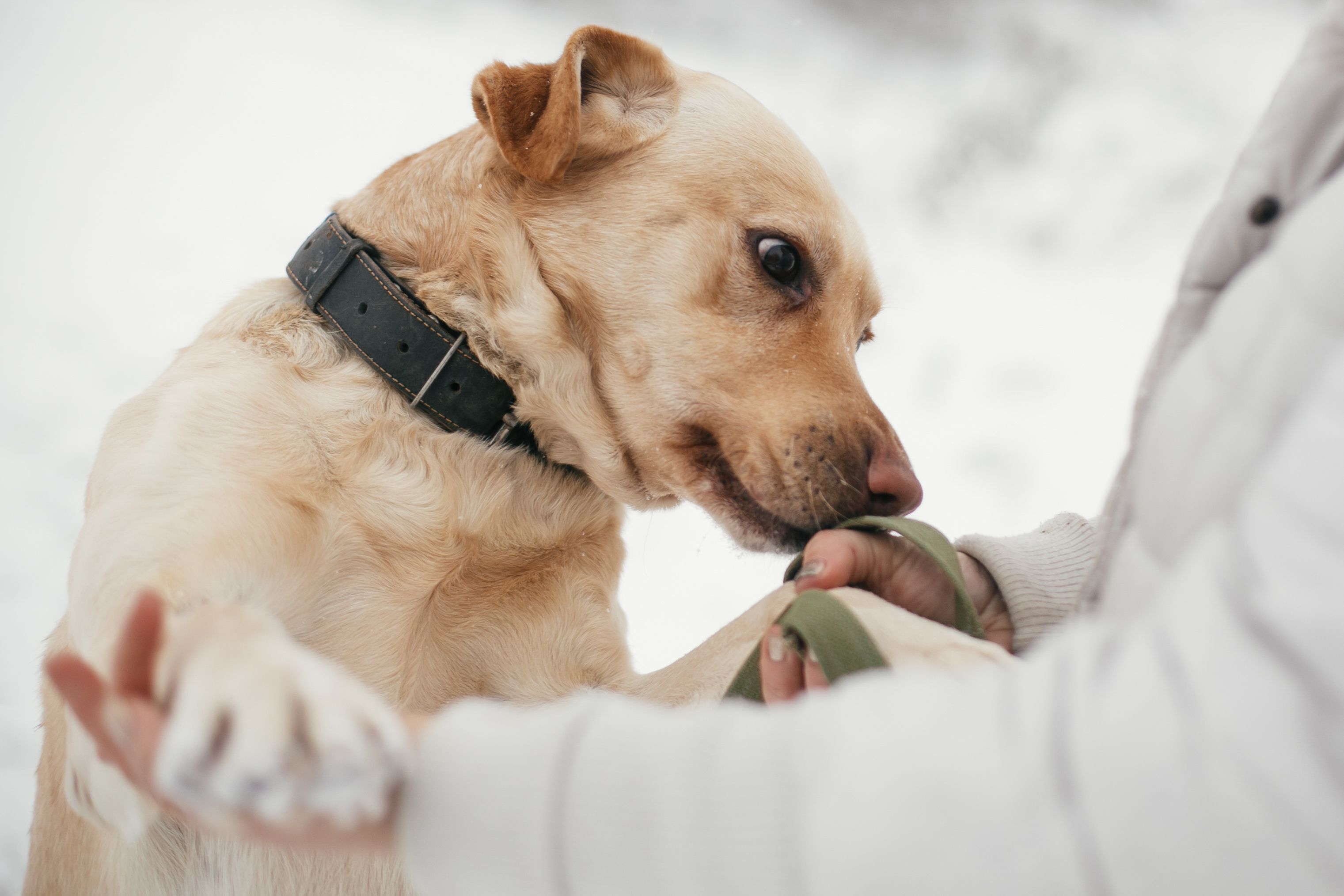 Cute golden labrador sniffing person at animal shelter
