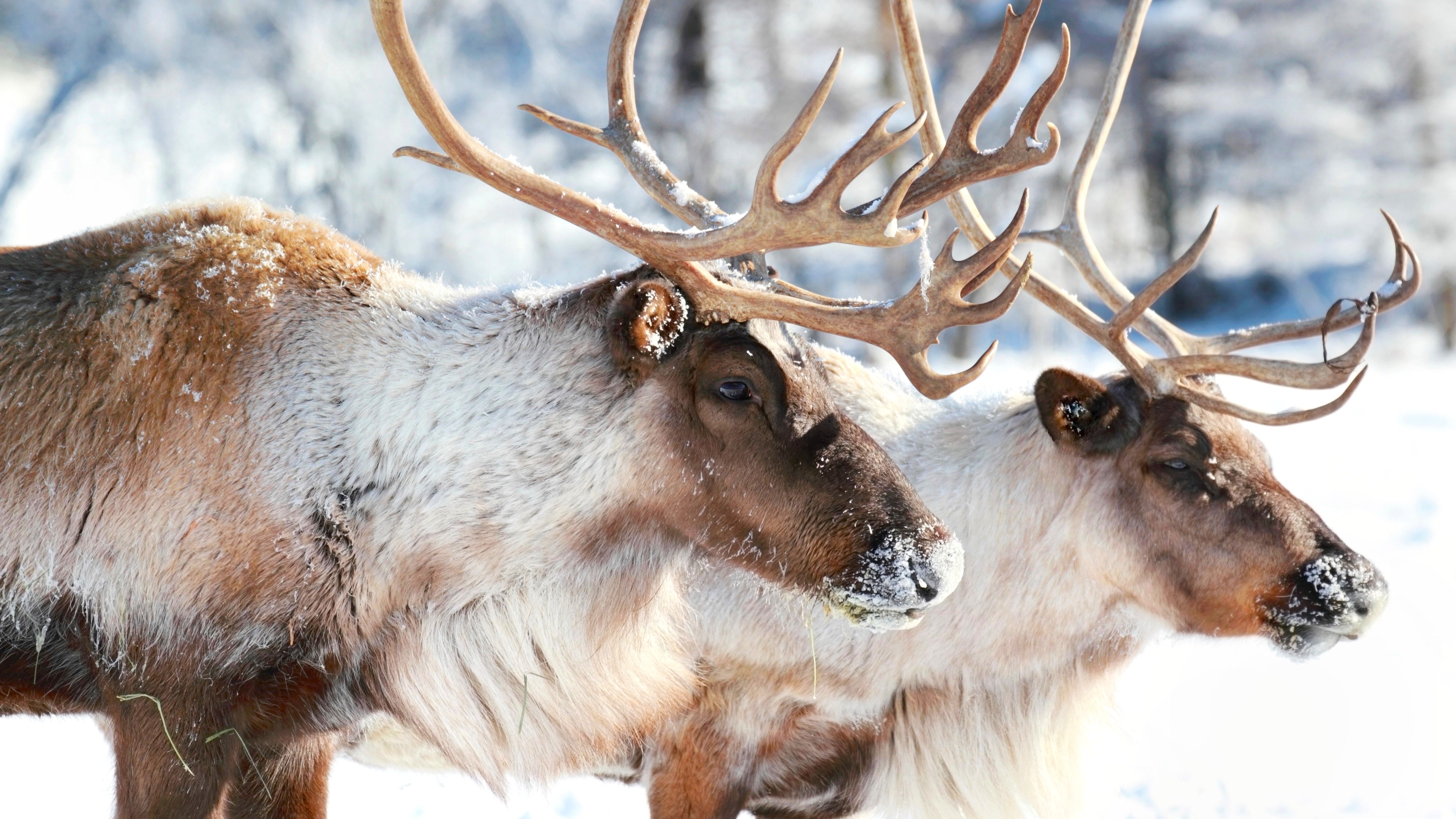 Reindeer