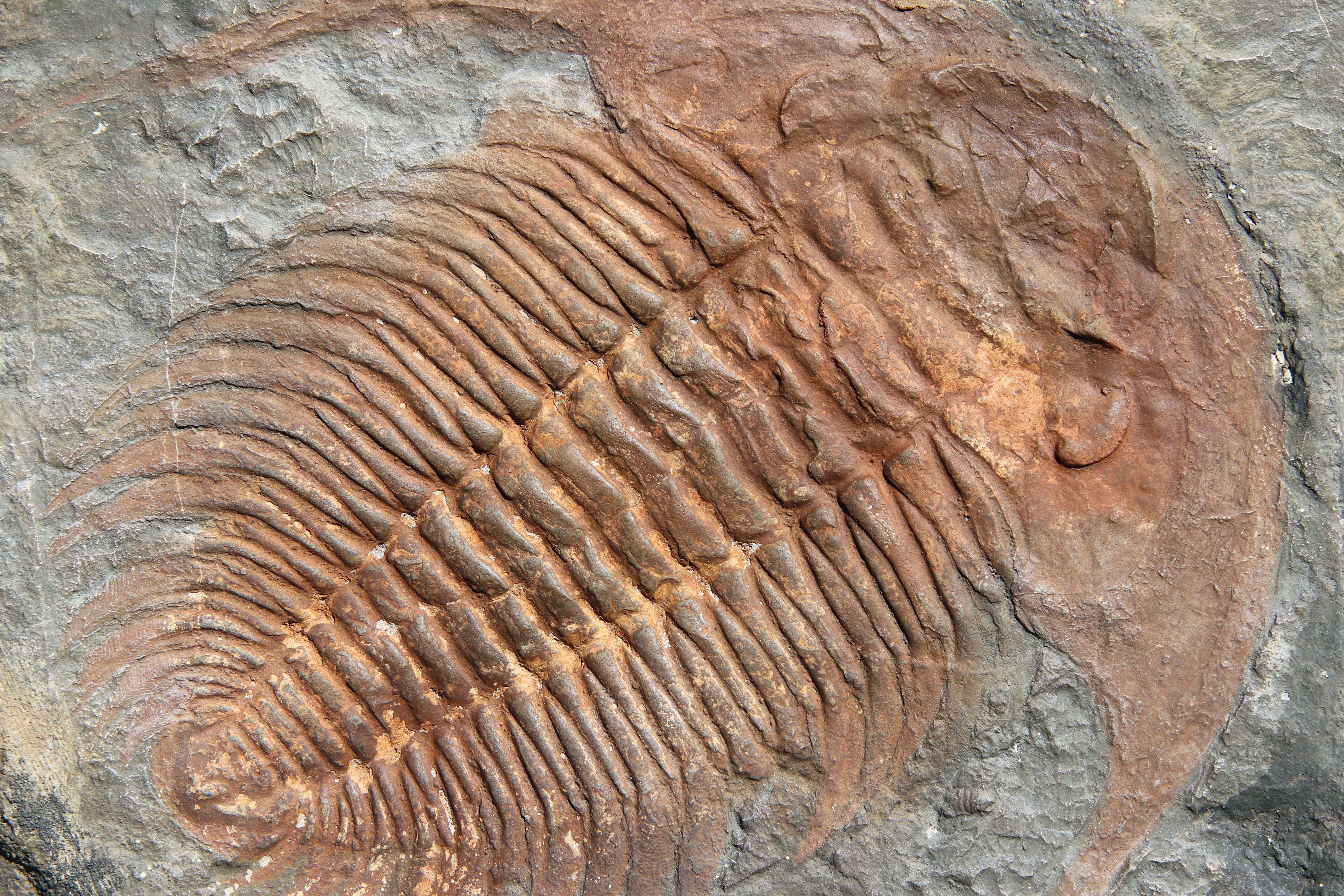 Trilobites