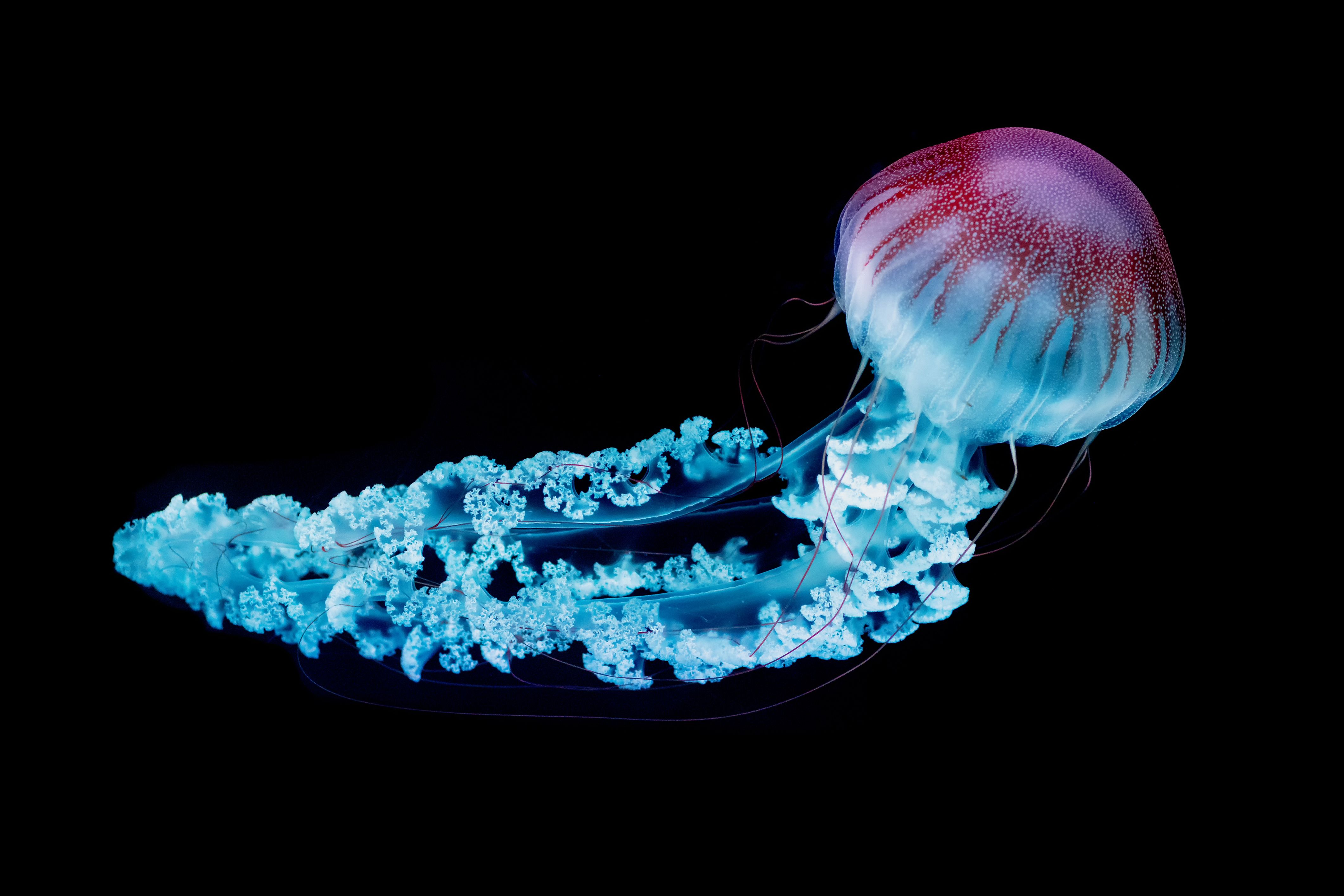 Giant jellyfish