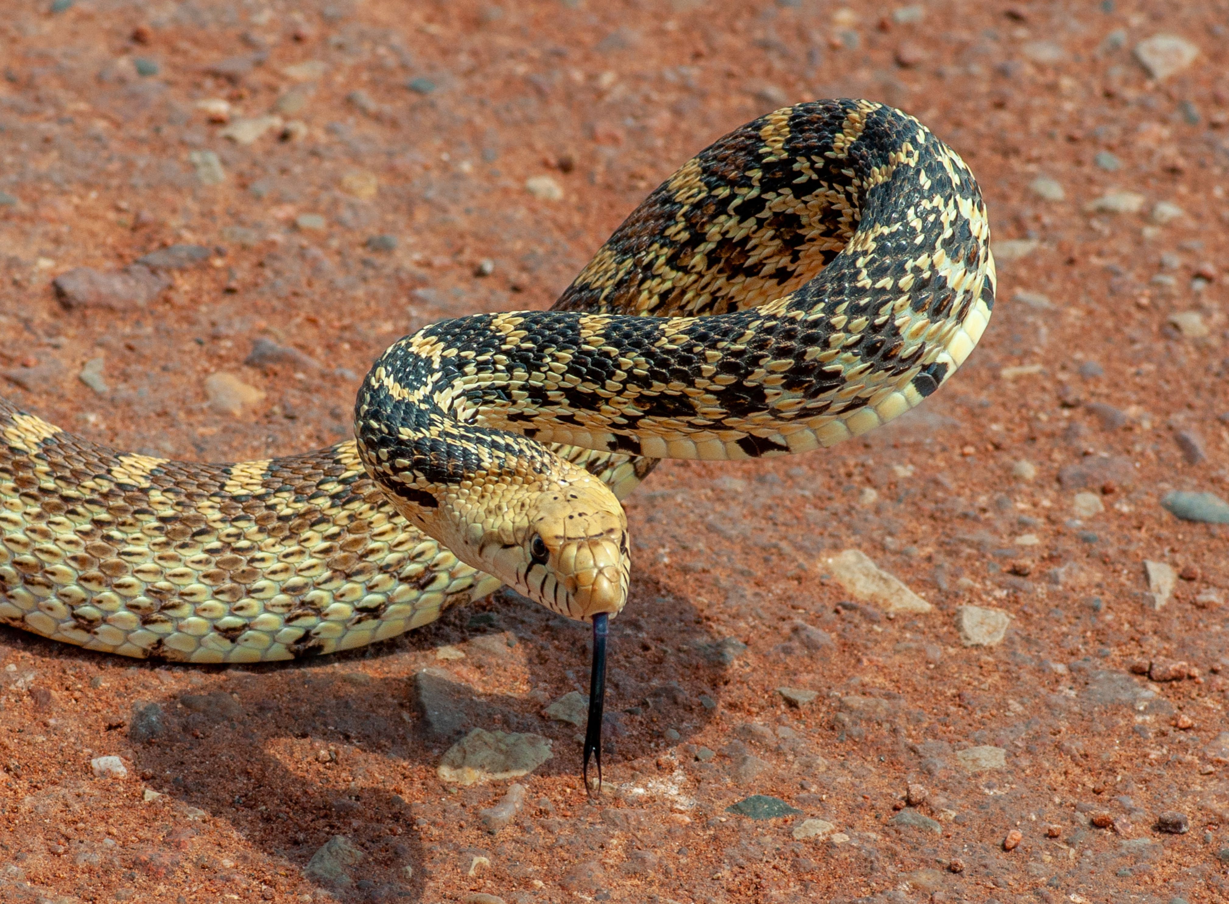 Bullsnake