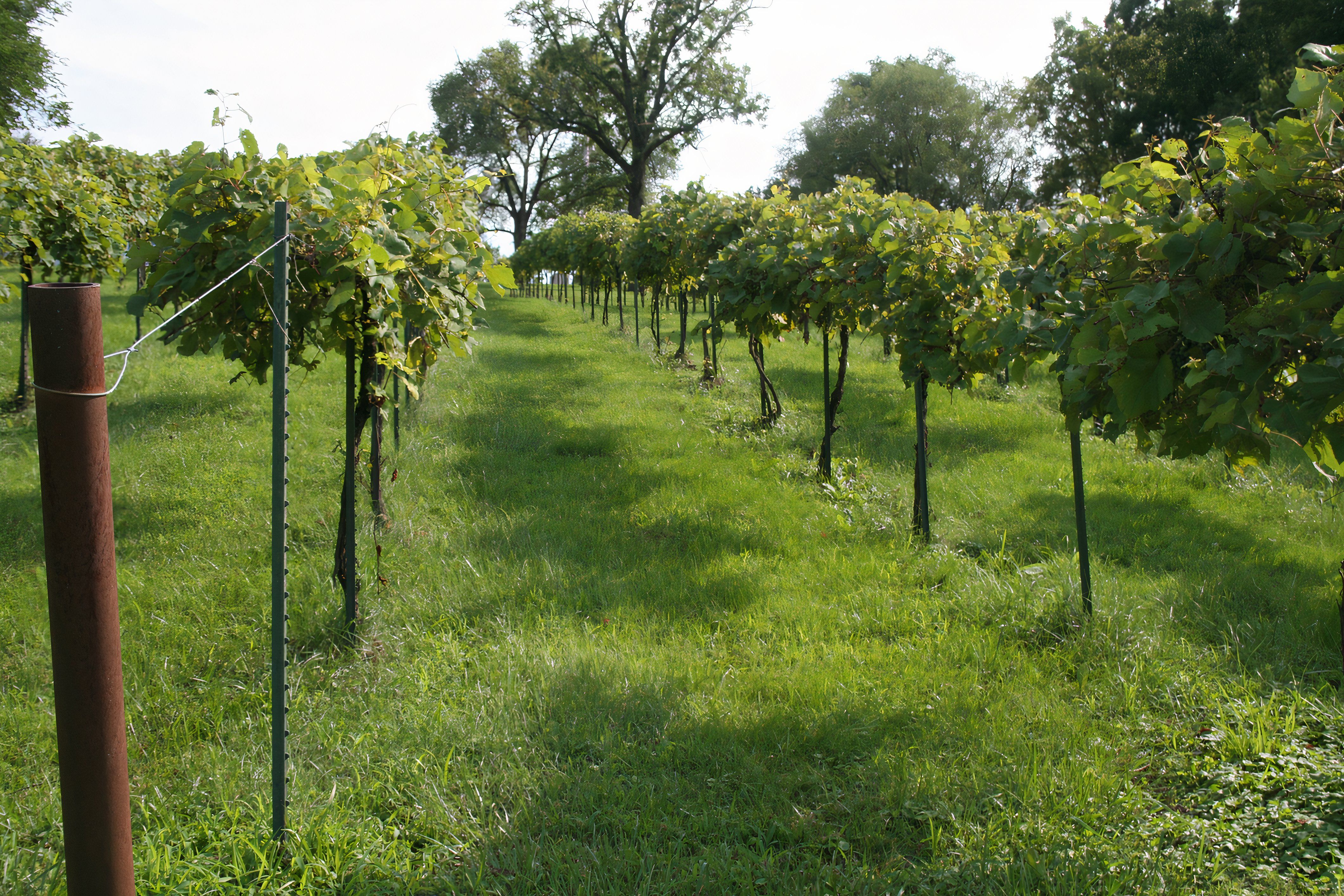 winery, Hermann, Missouri