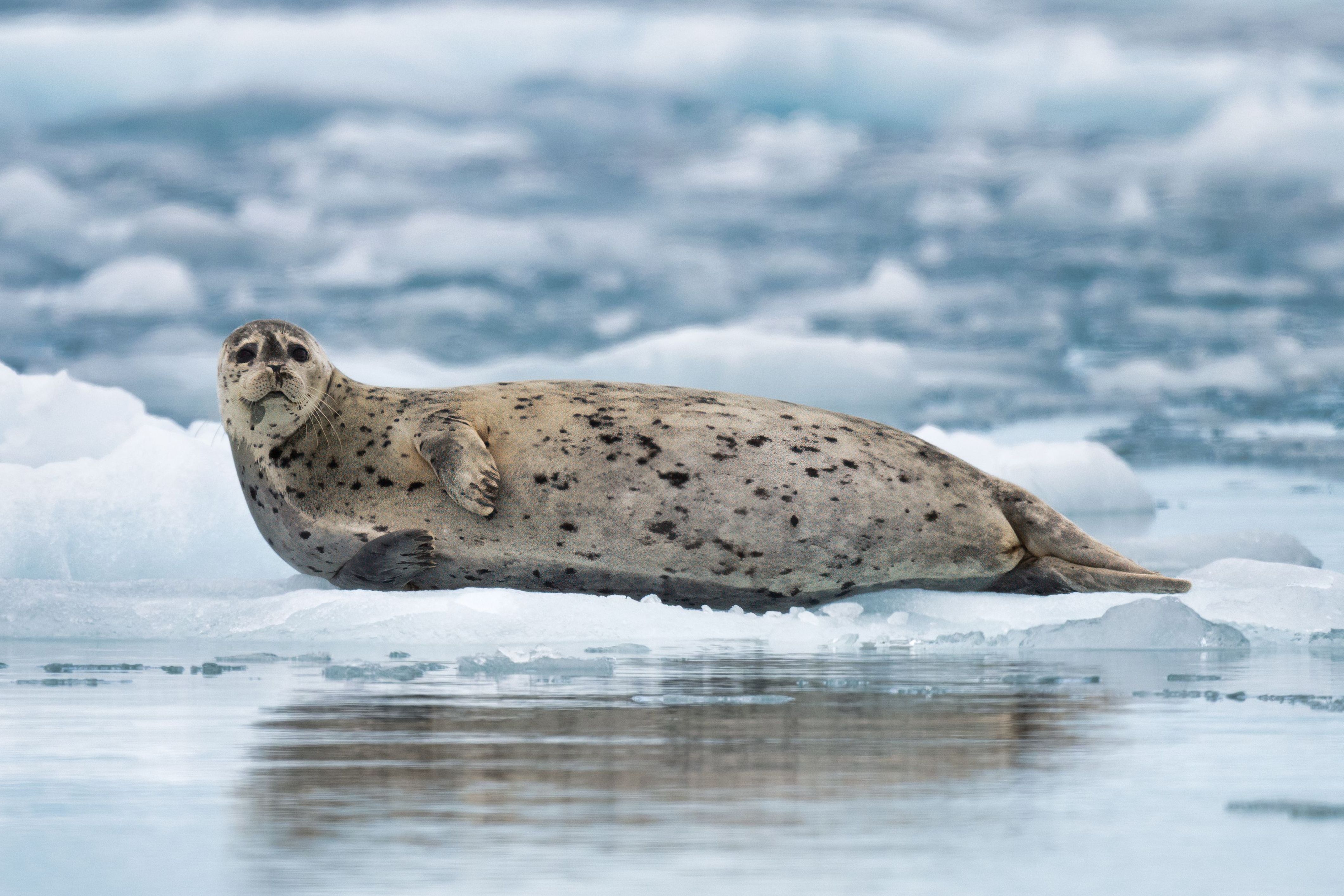 A Major Genetic Discovery Just Occurred At Alaska's Biggest Lake