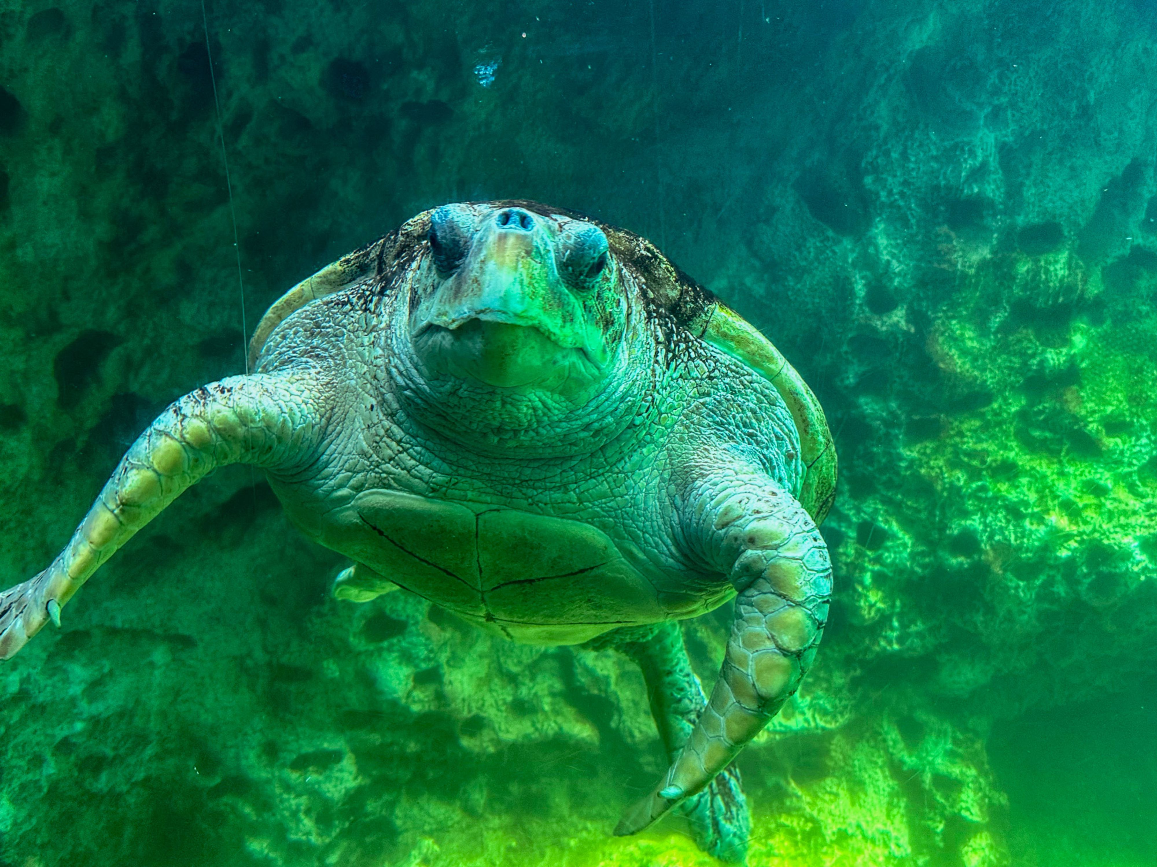 Kemp's ridley sea turtle