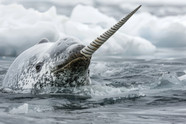 Narwhal OneKindPlanet Narwhal OneKindPlanet