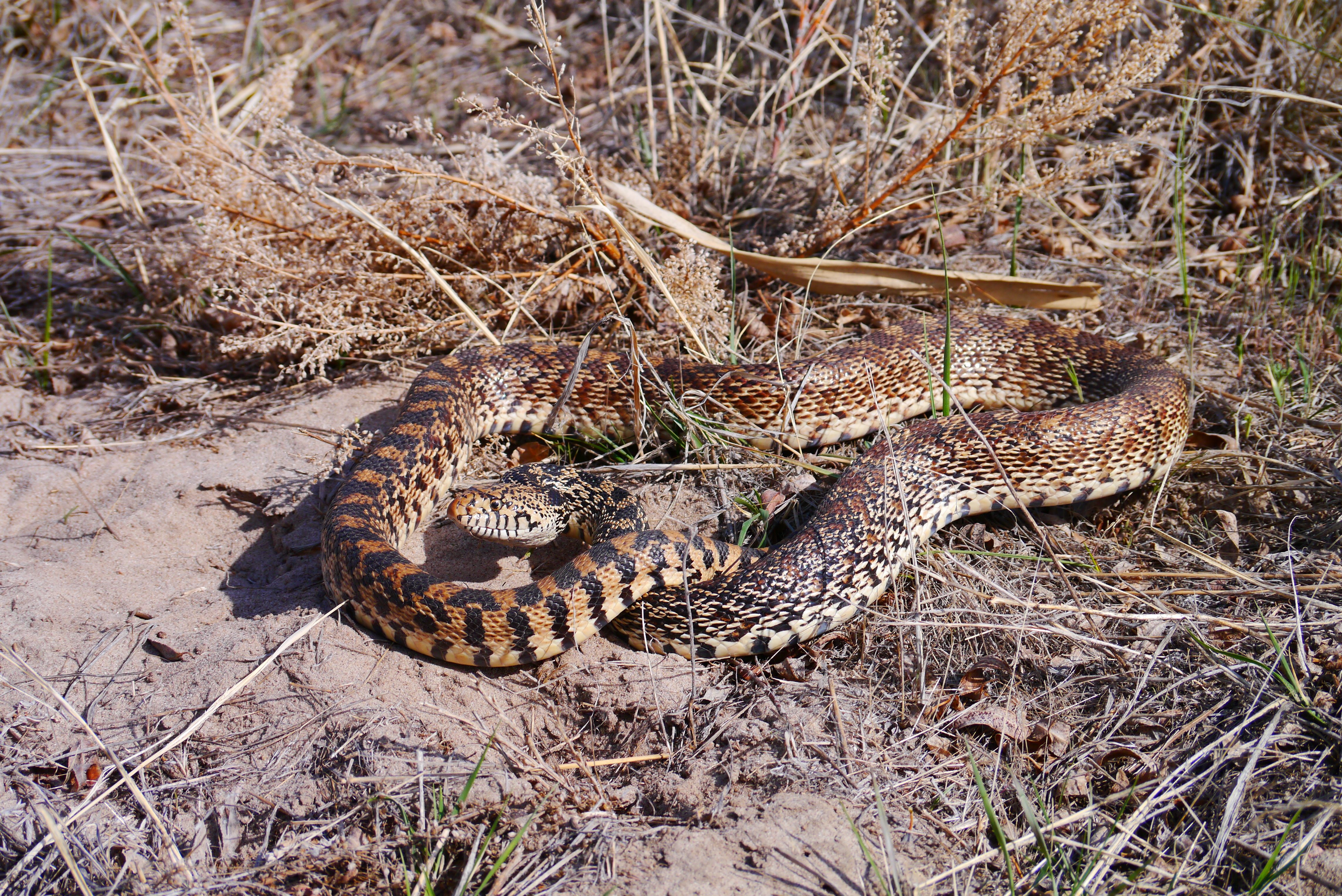 Bullsnake