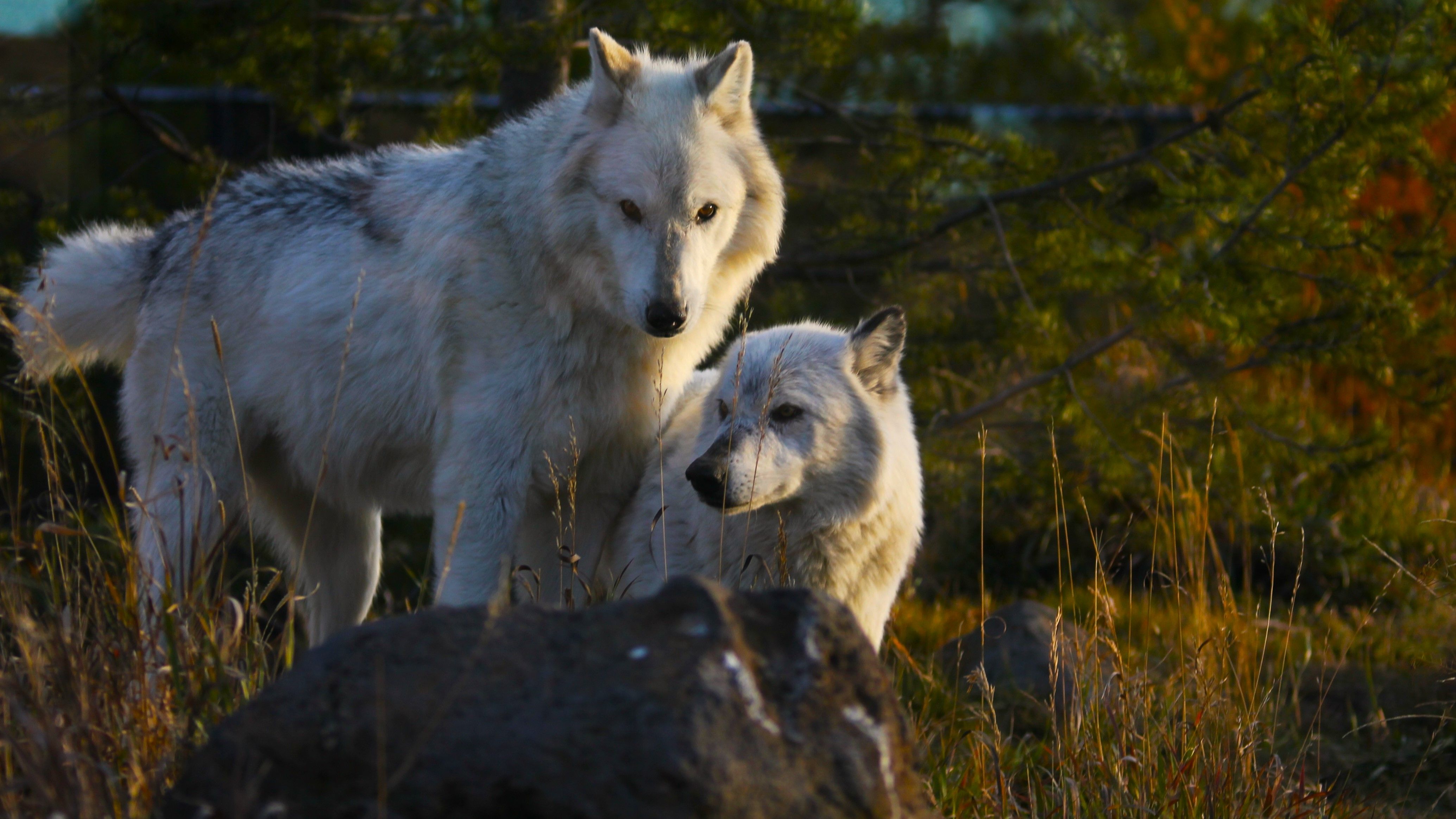 7 Places You Can See Real Wolves In America