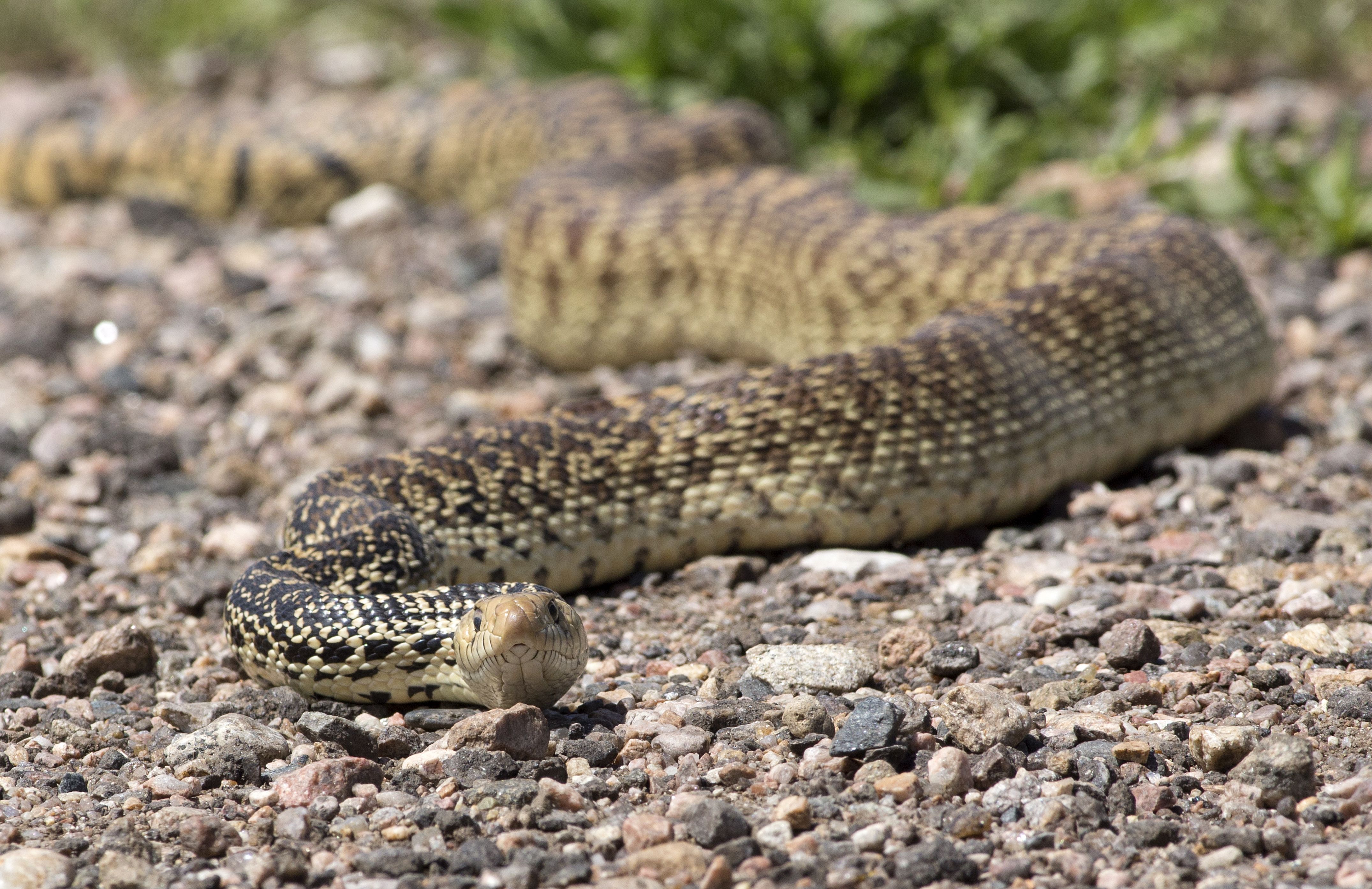 Bullsnake