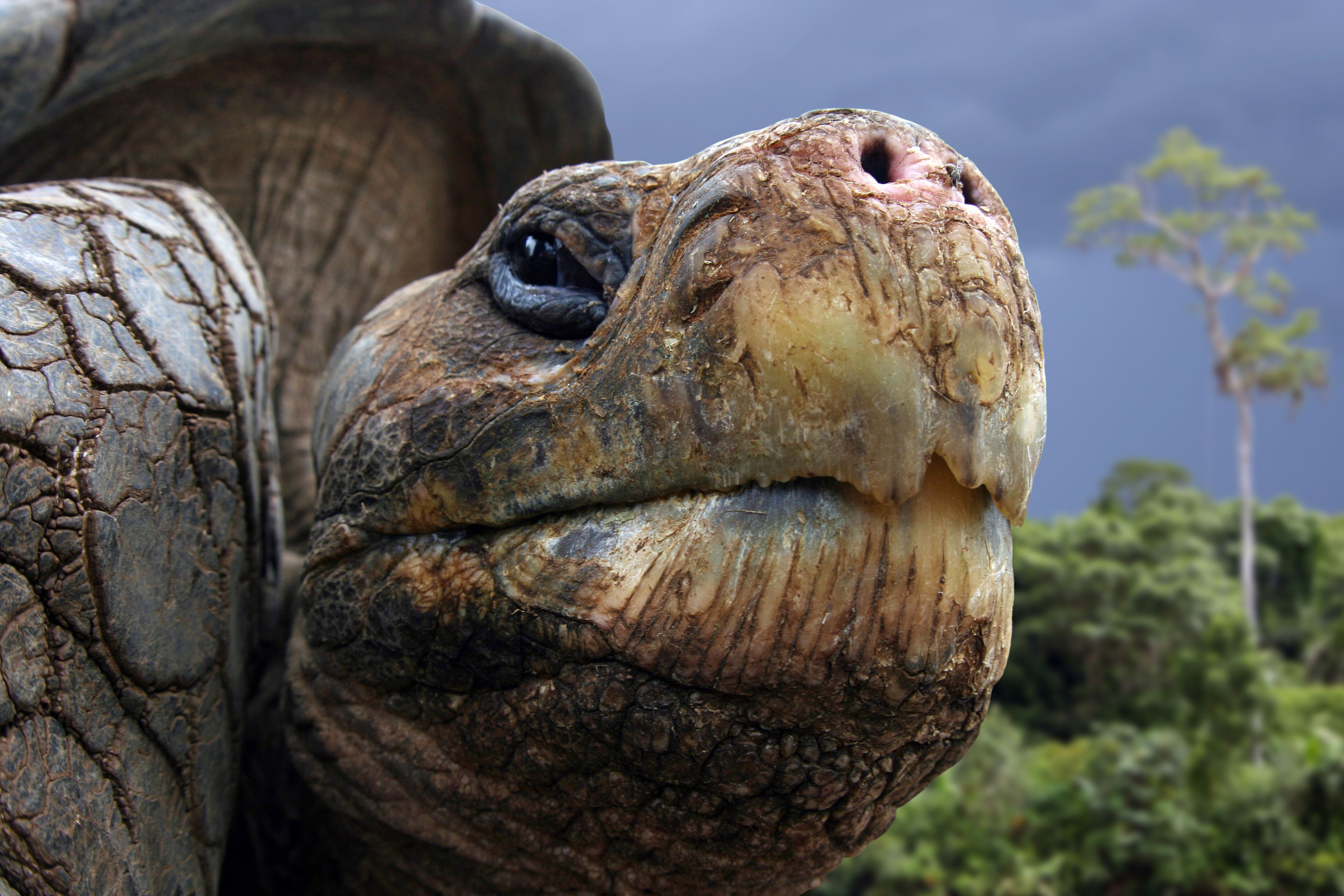 Galapagos giant tortoise