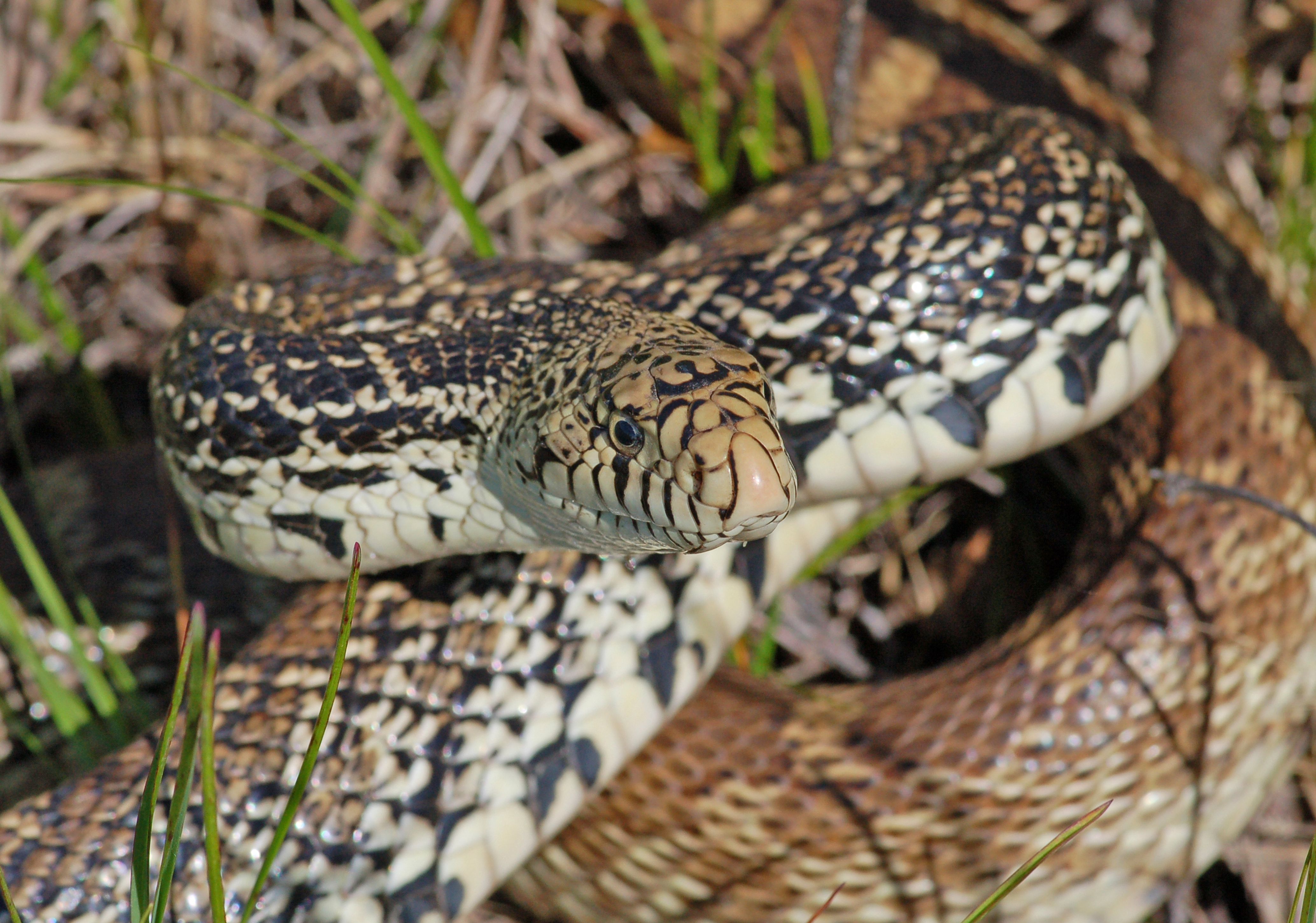 Bullsnake