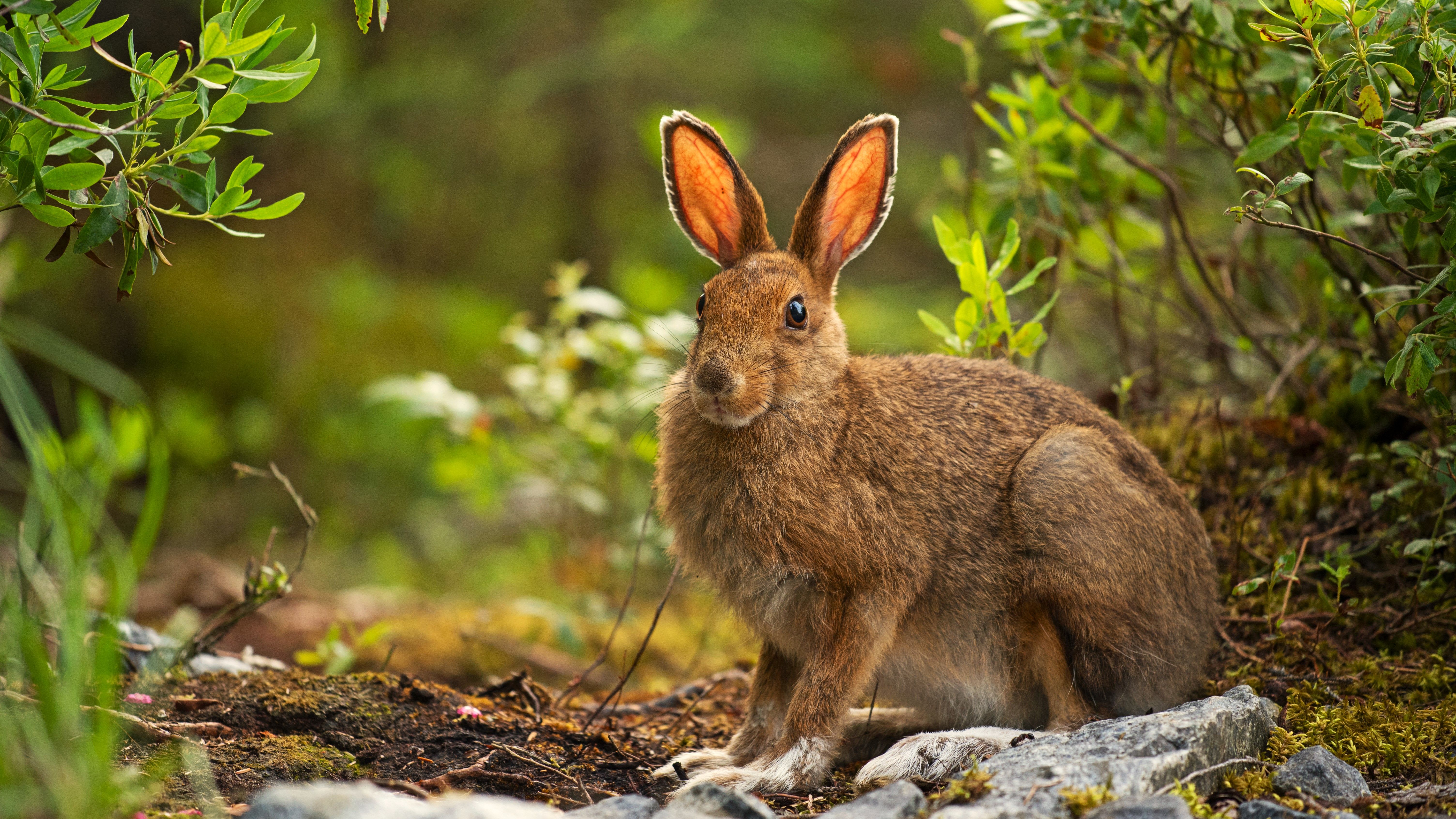 Snowshoe Hare