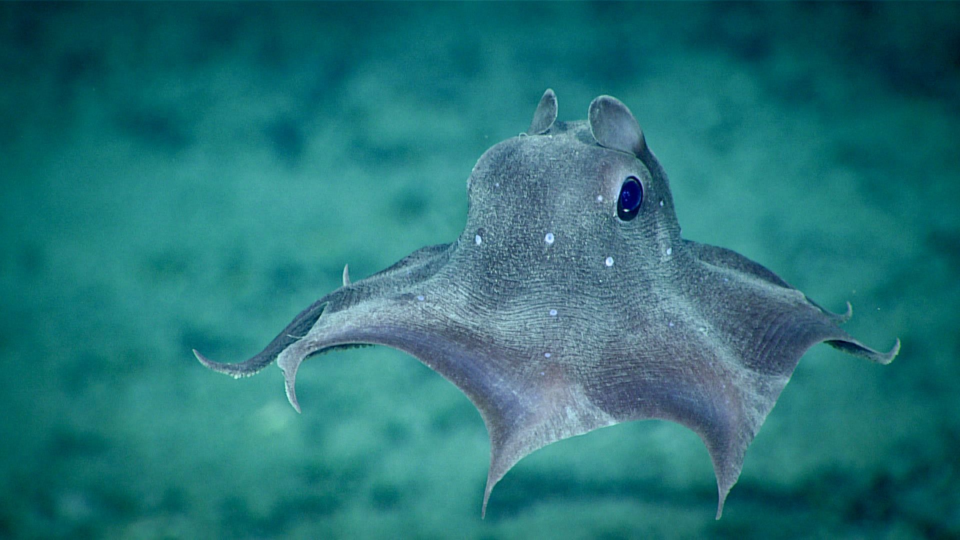 Dumbo squid