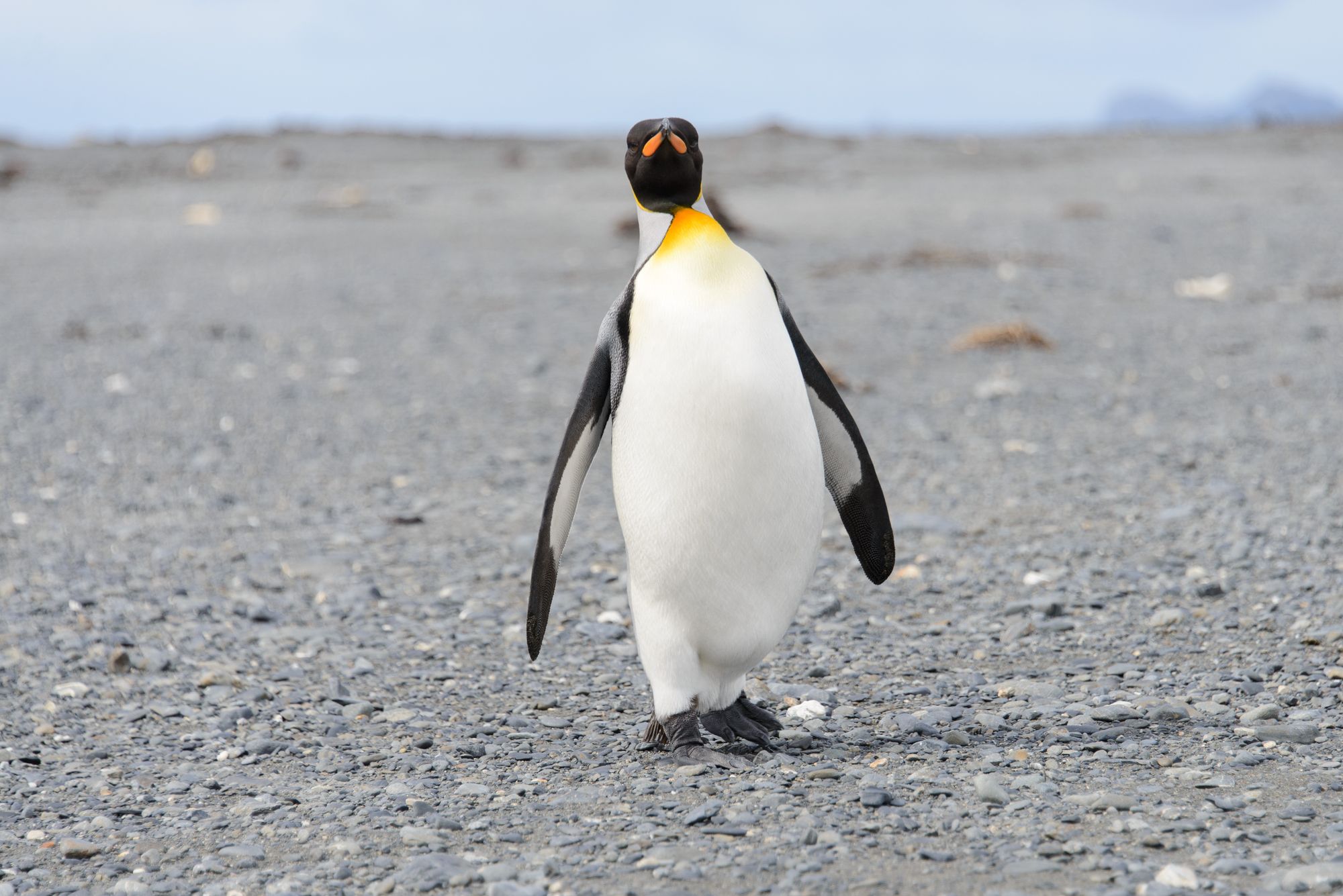 Emperor Penguin From Antarctica Winds up on Australian Beach Shocking Beachgoers