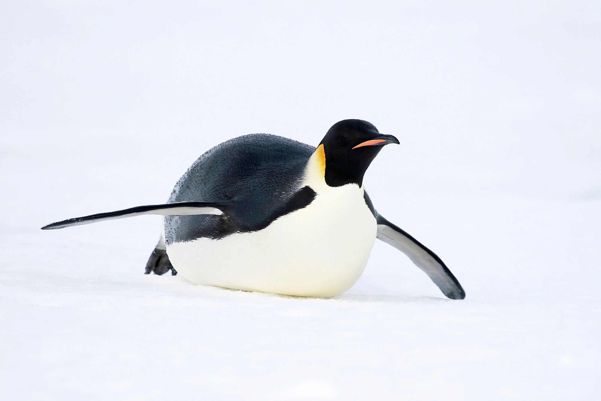 Emperor Penguin sliding on the ice in Antarctica