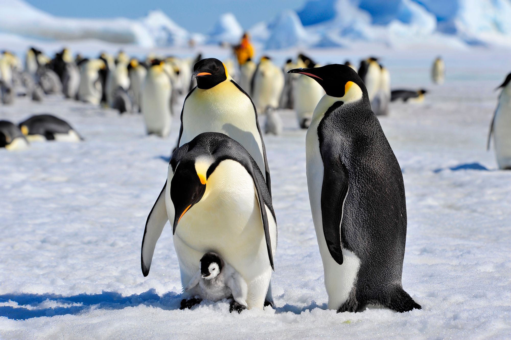 Emperor Penguins with chick in Antarctica