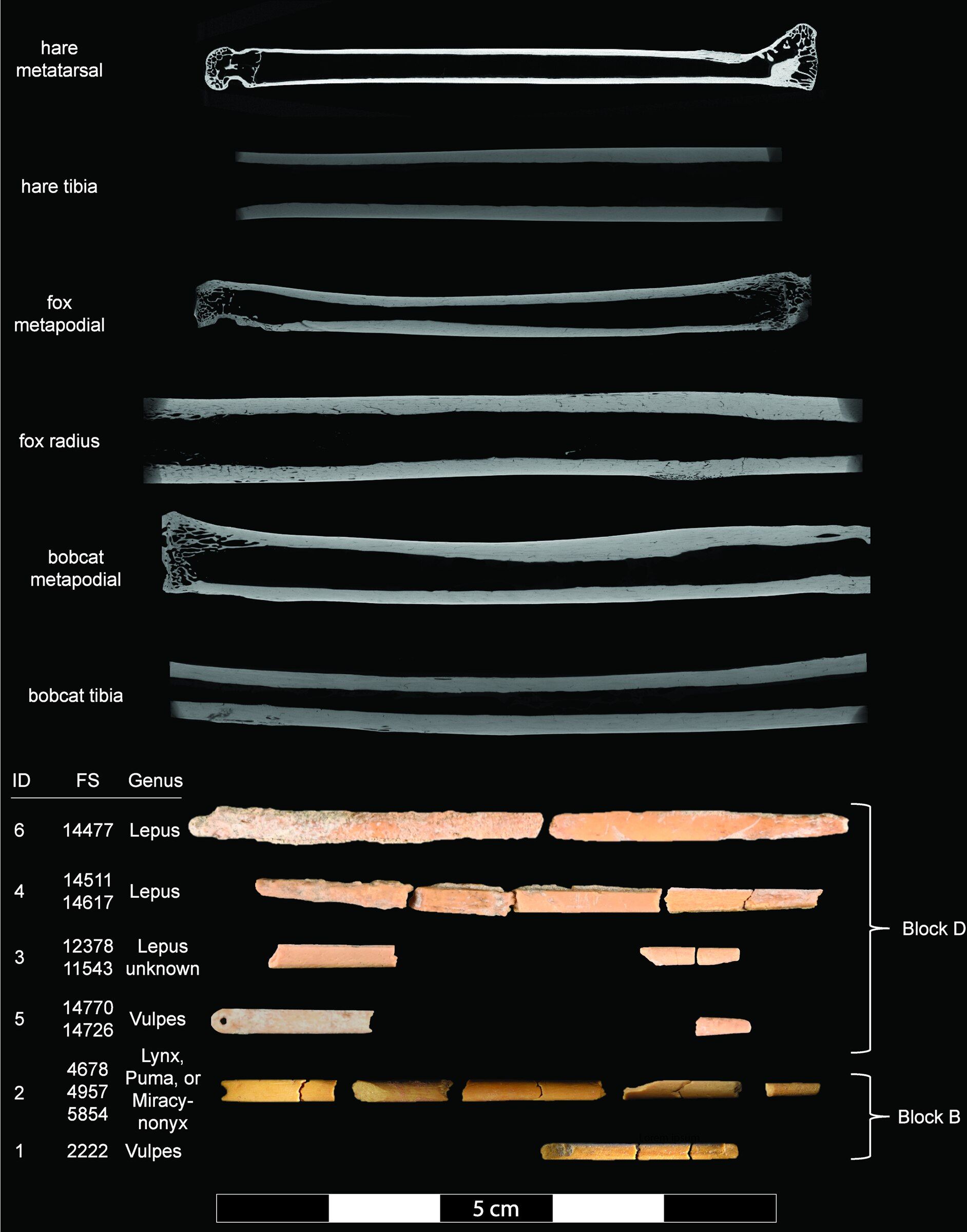 La Prele bone needles