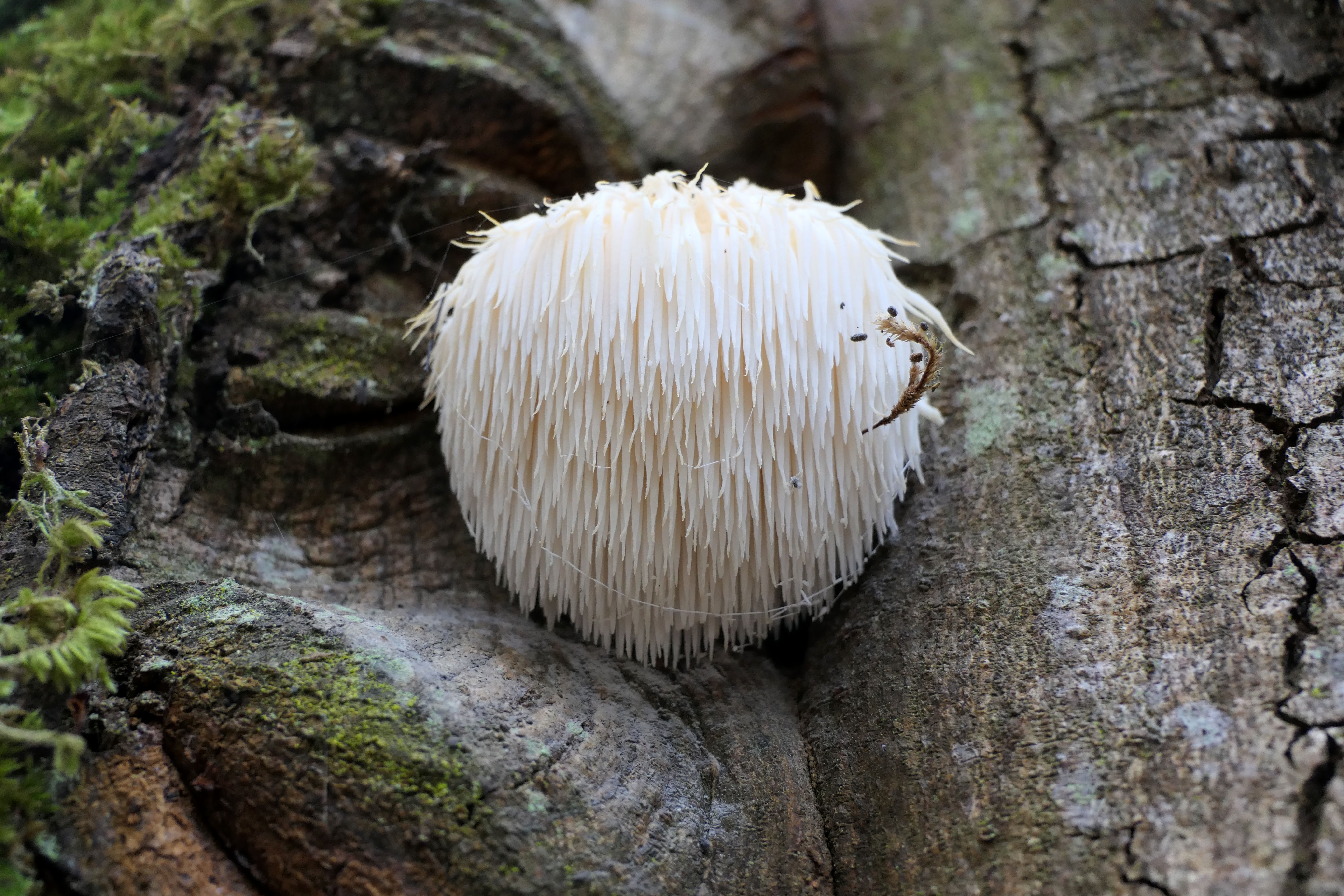 Lion's Mane Fungus  - Shutterstock