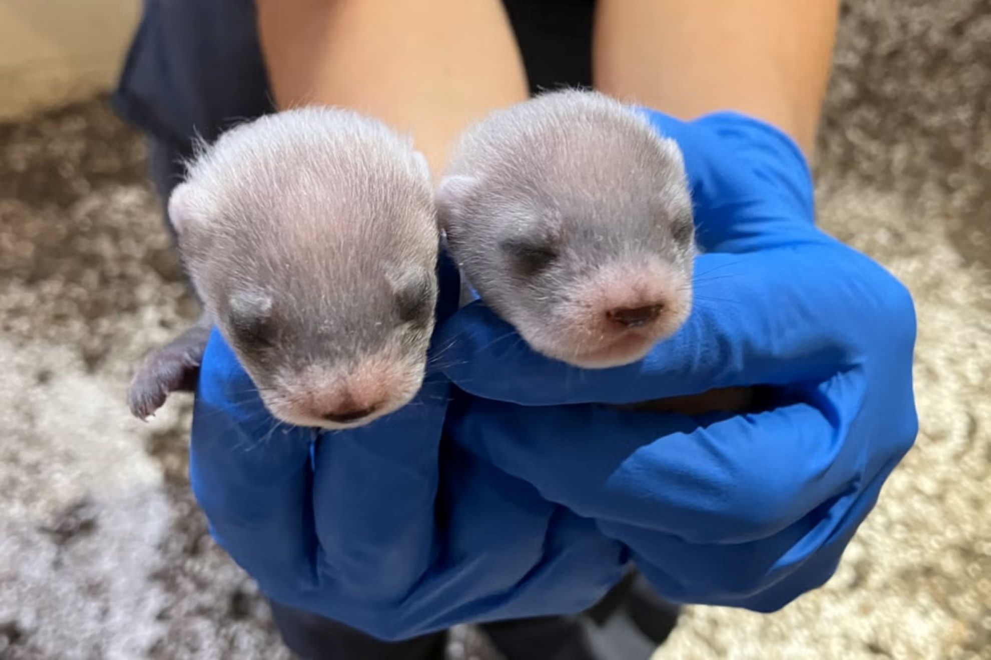 Male and Female Newborn Kits born to Antonia, the cloned black-footed ferret - Smithsonian’s National Zoo and Conservation Biology Institute