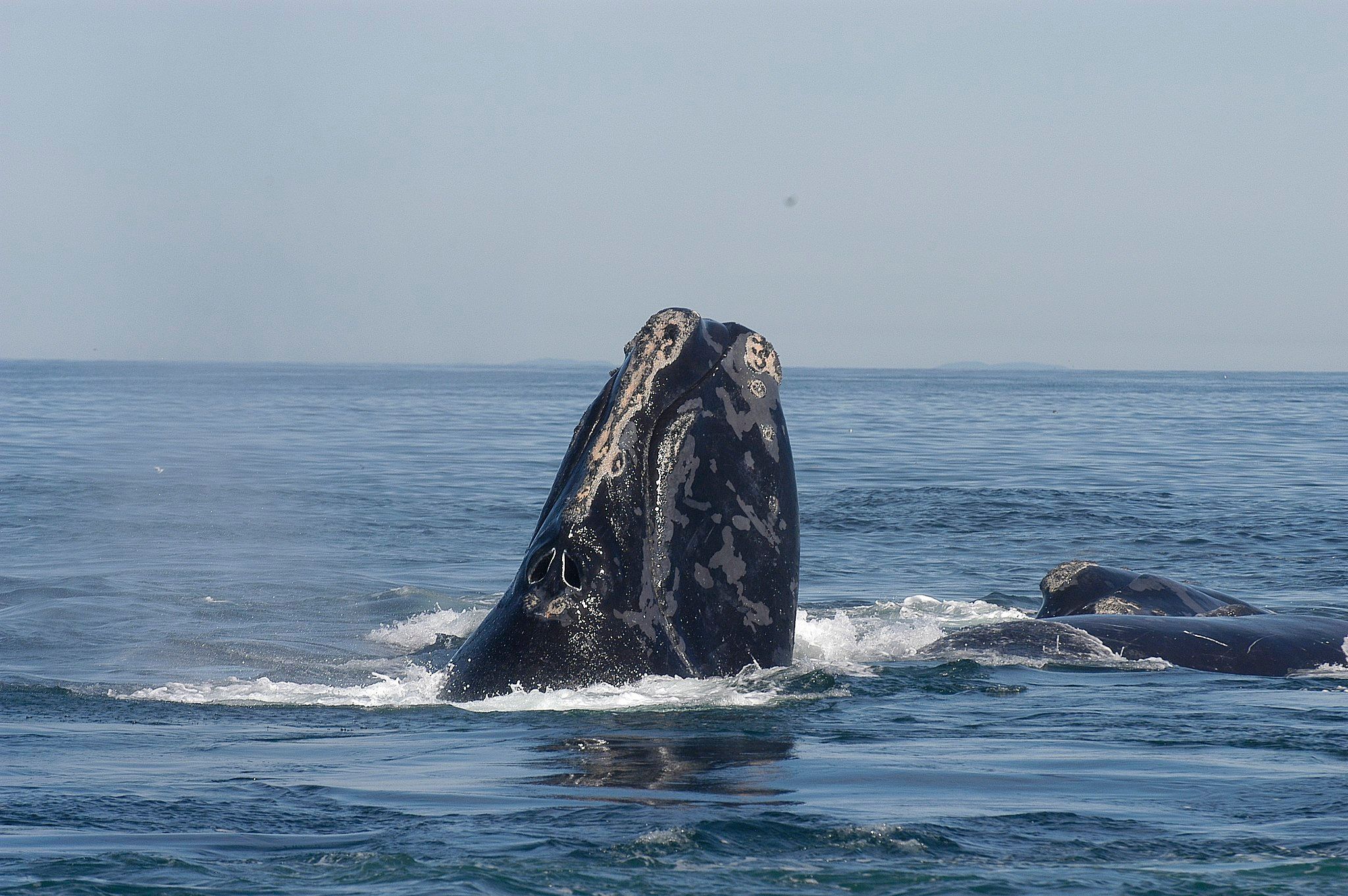 North Atlantic right whale breaching the surface