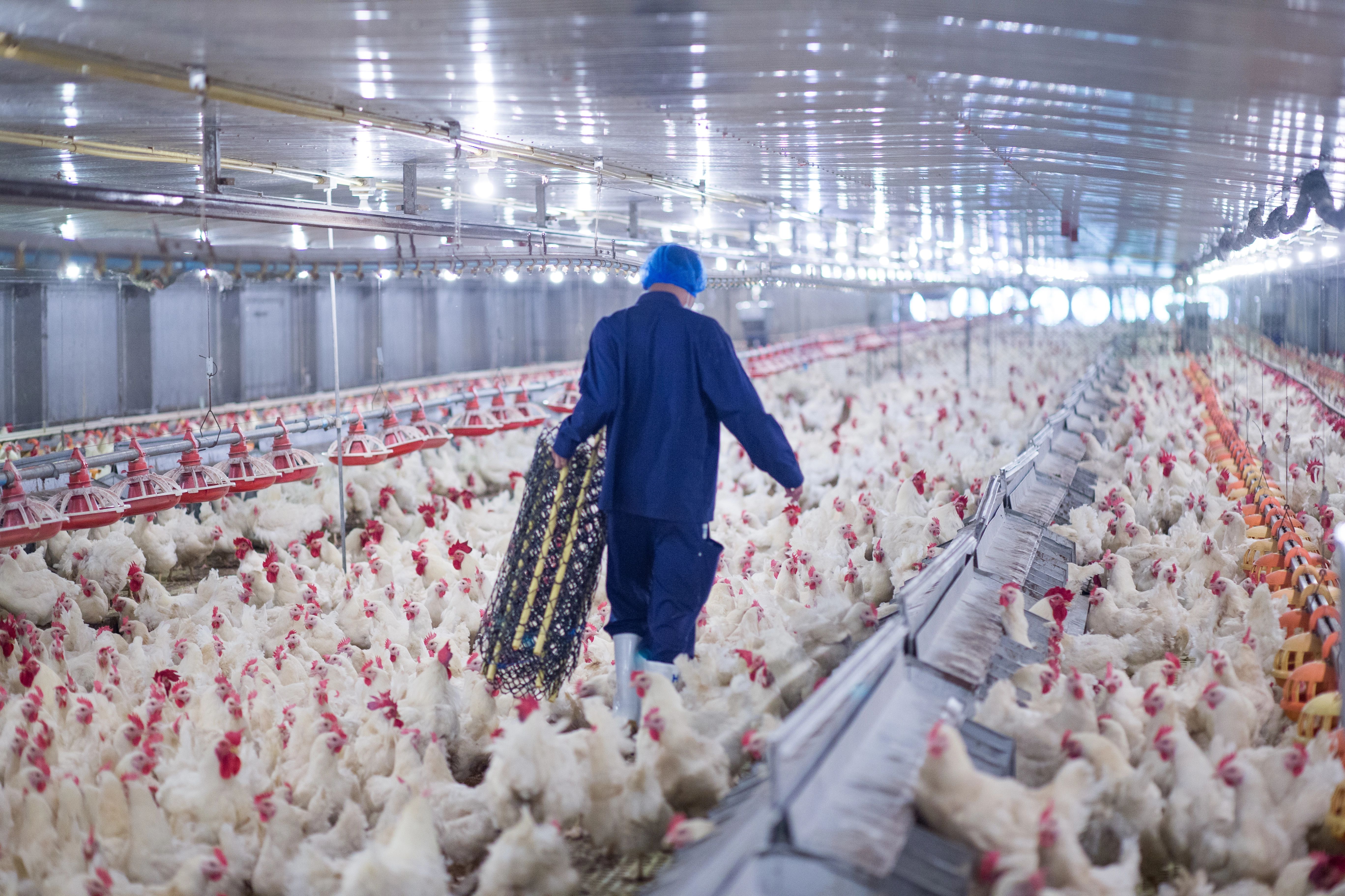 Overcrowded poultry farm