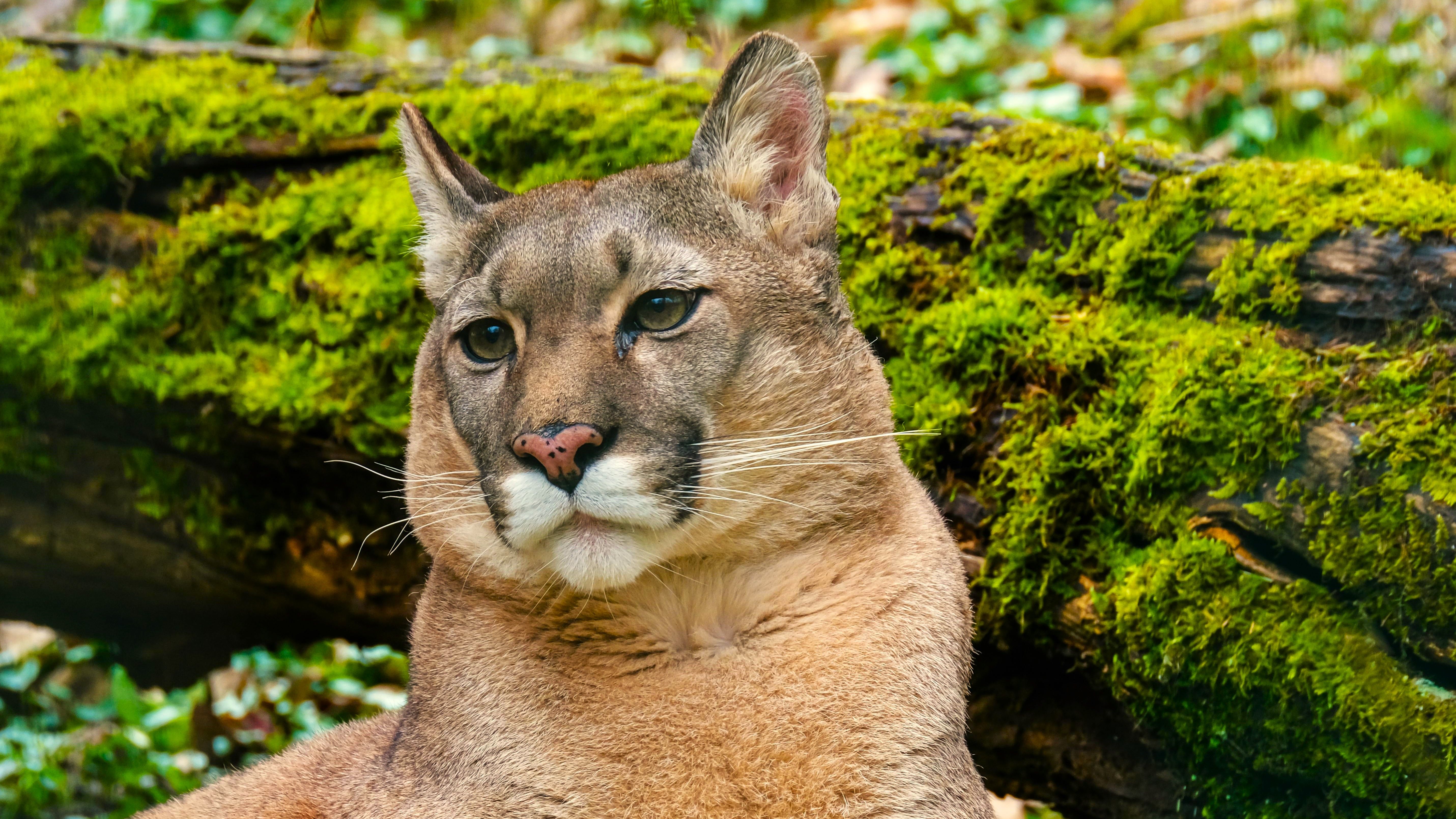 Florida Panther