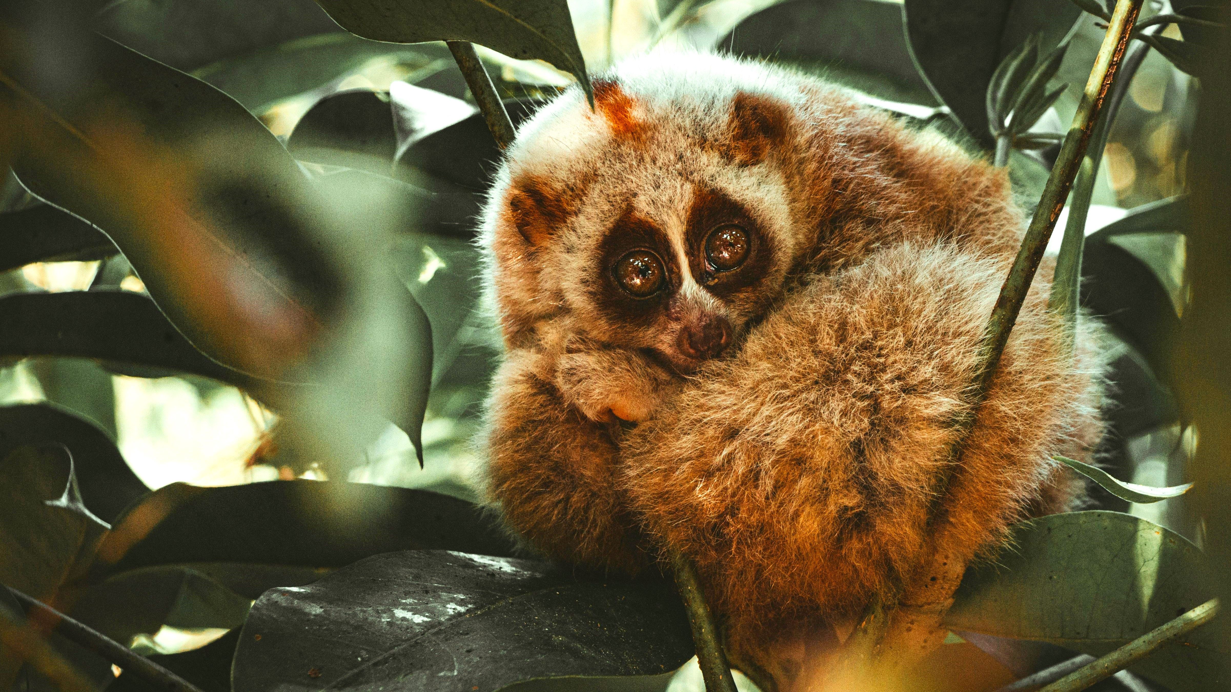 Slow Loris